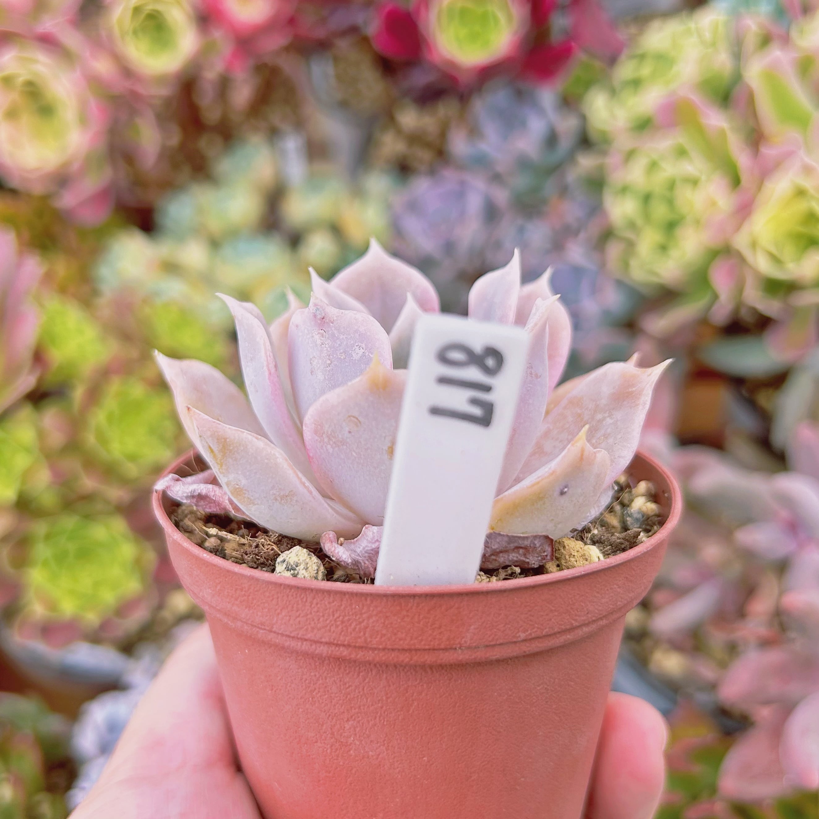817現物 多肉植物 クジラ(Echeveria 'Blue Whale') 抜き苗 | るる農園