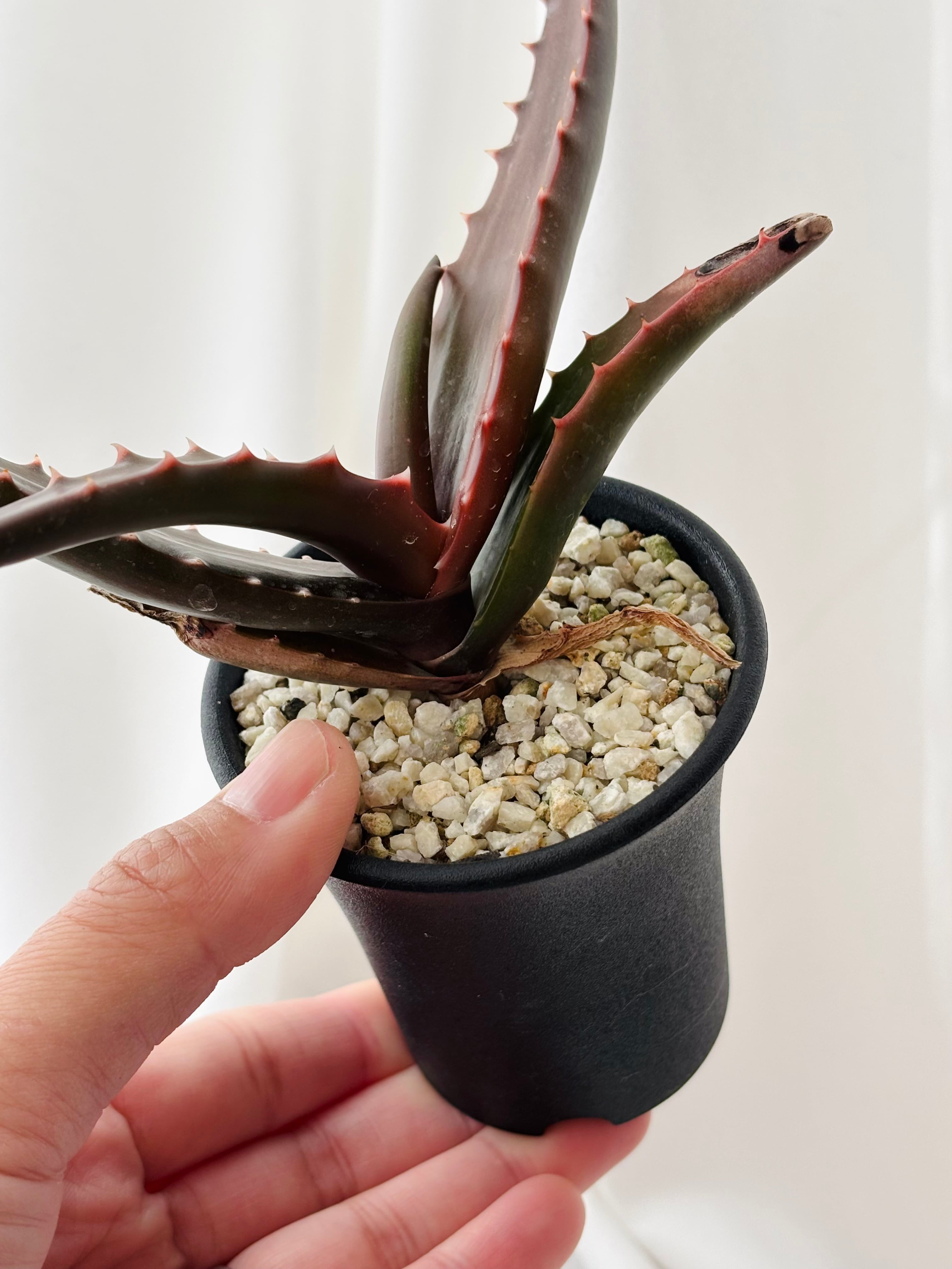カキコ 2株セット ペアルソニー アロエ アロエ　ペアルソニー　2株セット　カキコ ペアルソニー。 ニク D-style | ハオルチア・アロエ