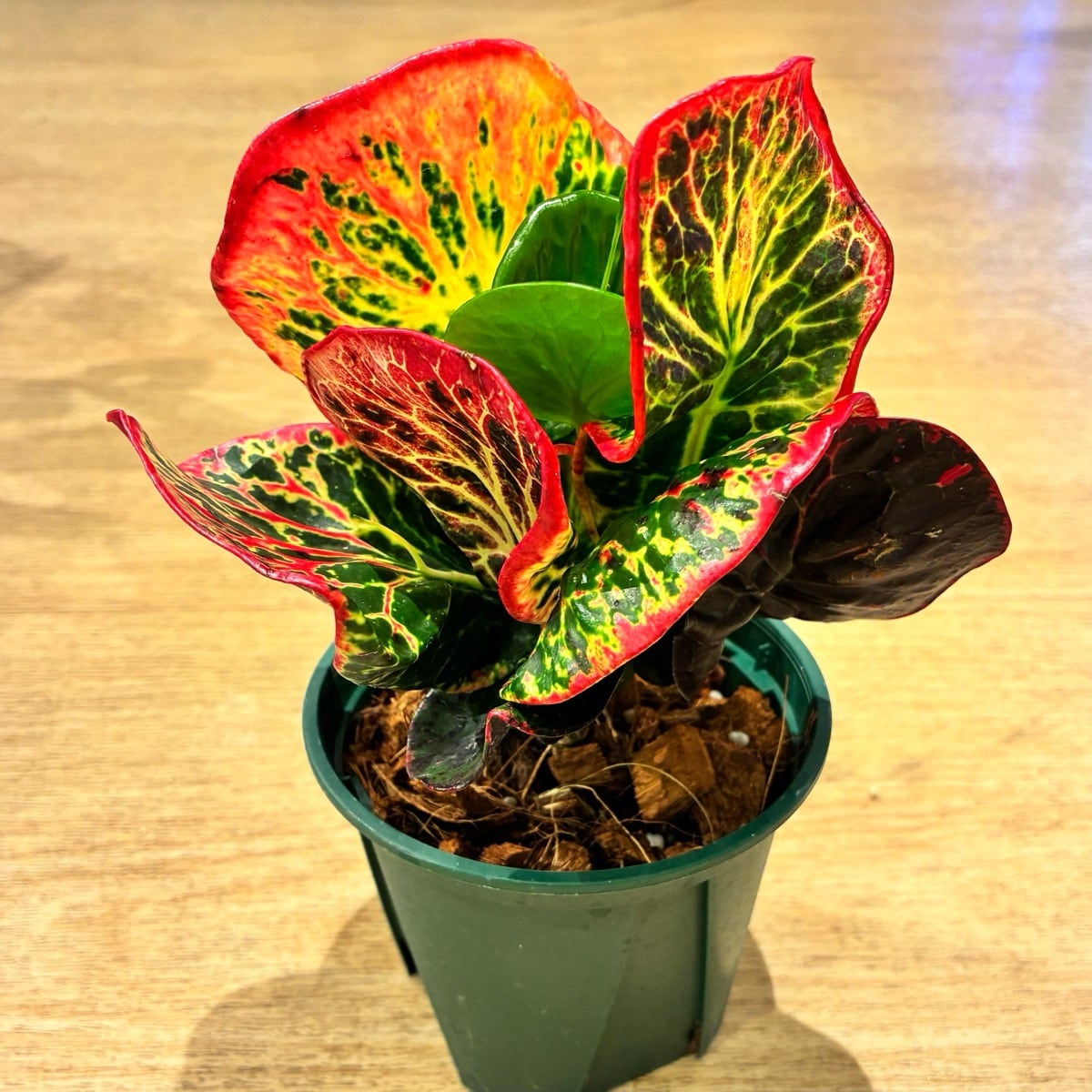【現品】タイ直輸入 クロトン Bangkok 2-1|幅広・丸葉