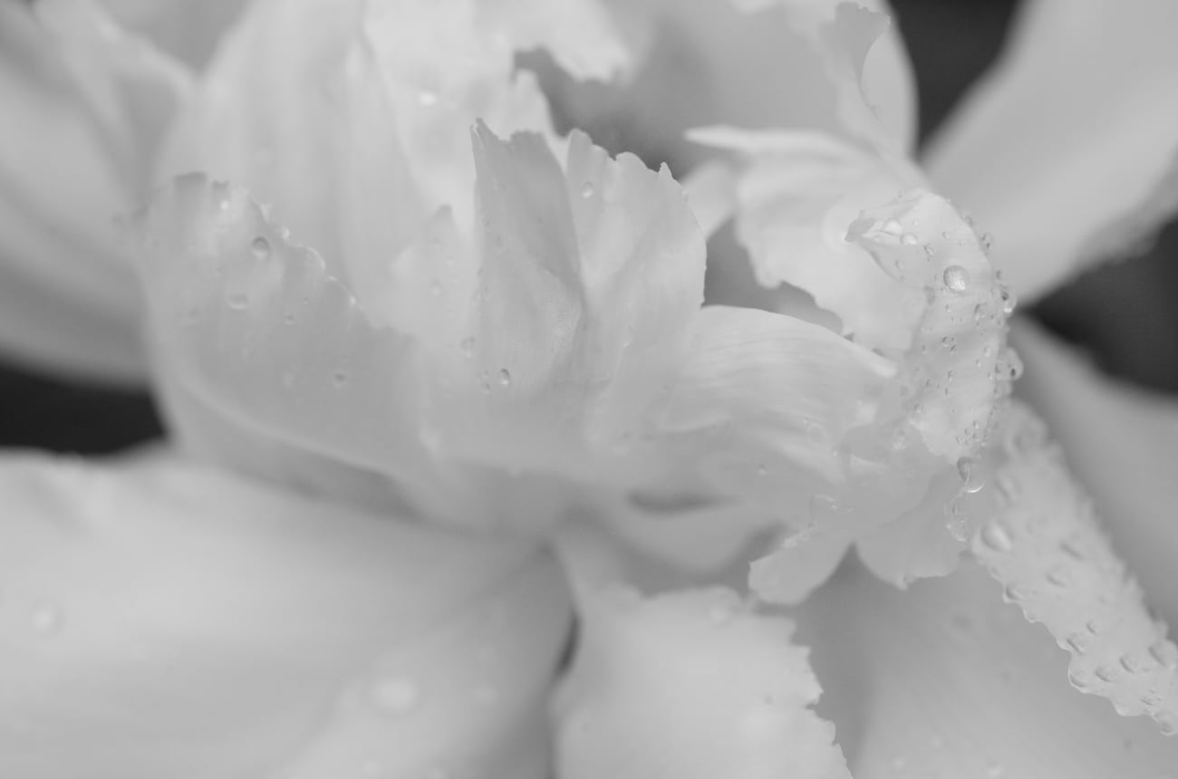 Flower (black wooden frame 62.5㎝ × 47.5㎝付き)