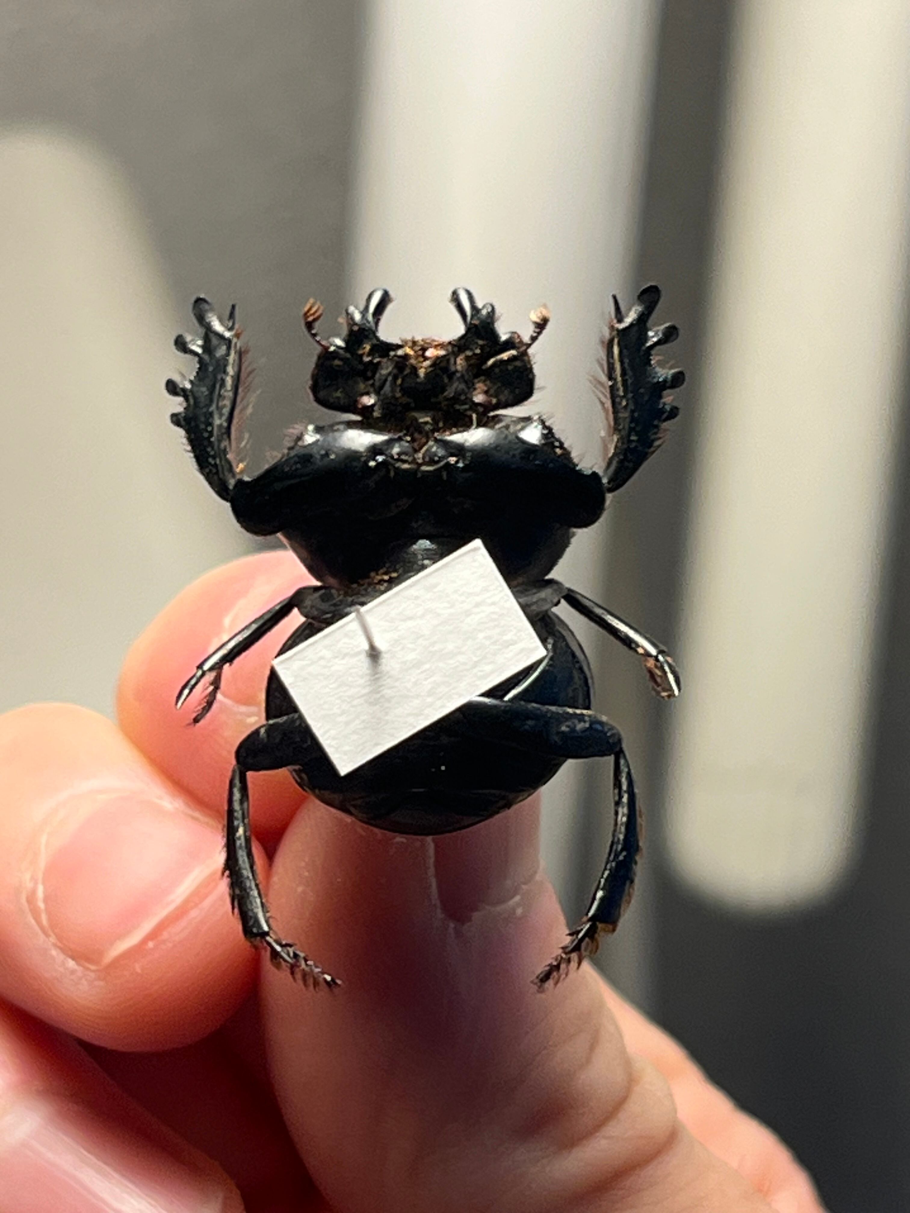 29mm♂】クモガタタマオシコガネに酷似のPachysoma schinzi 糞虫