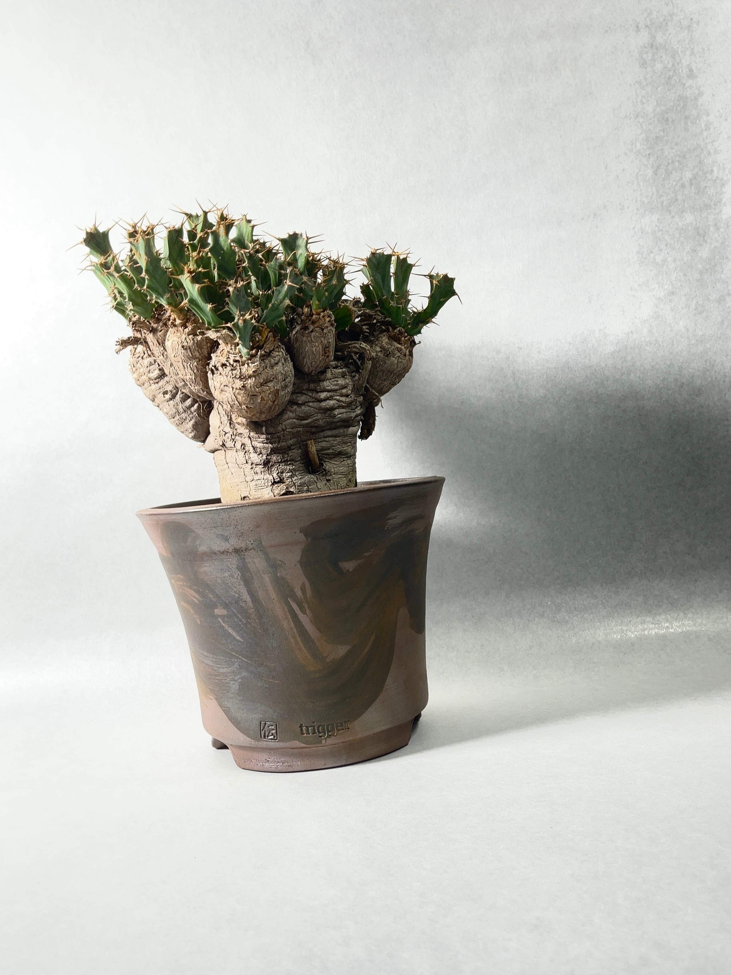 ユーフォルビア・クラビゲラ | trigger