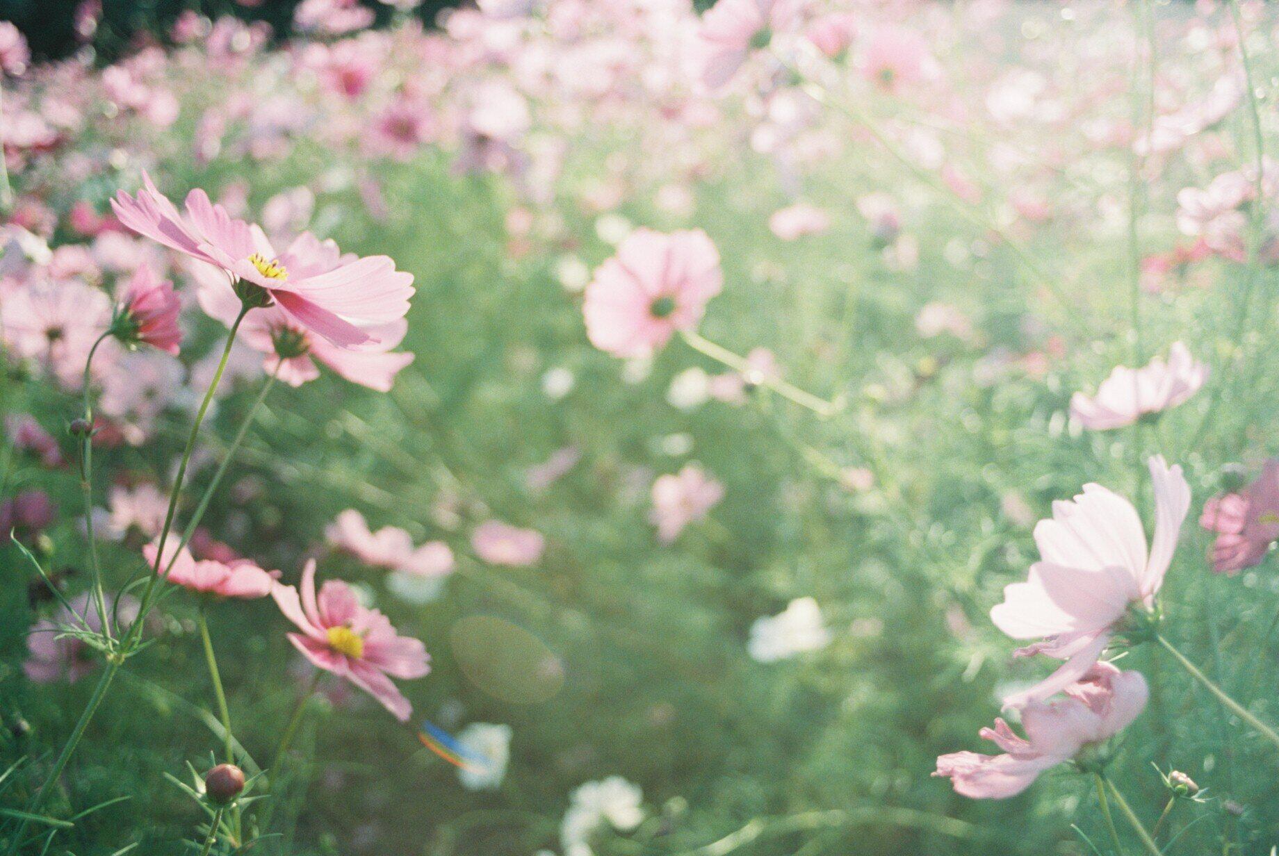 Kodak PORTRA400(36ex)単品 | Photolabo hibi Kodak PORTRA400(36ex)単品 | Photolabo hibi