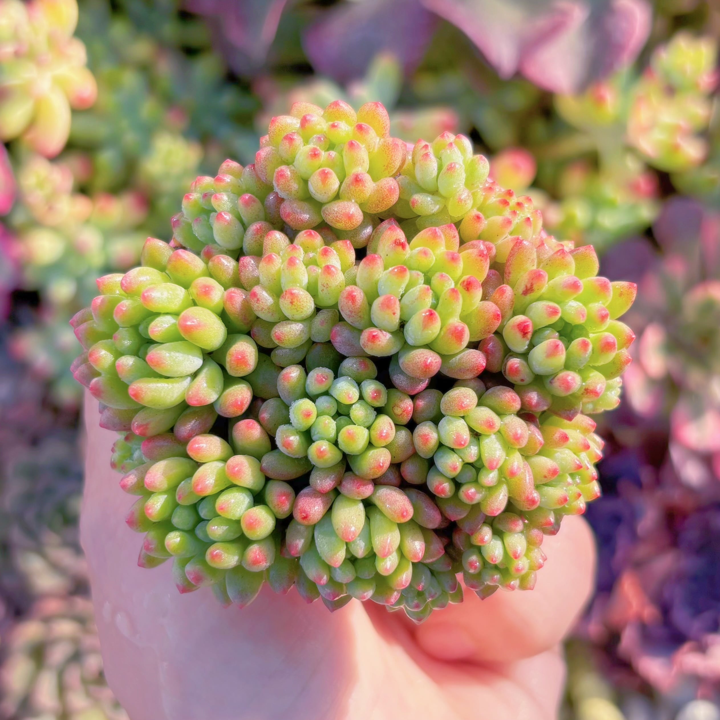 多肉植物　花火(約16頭)　新入荷　るる農園