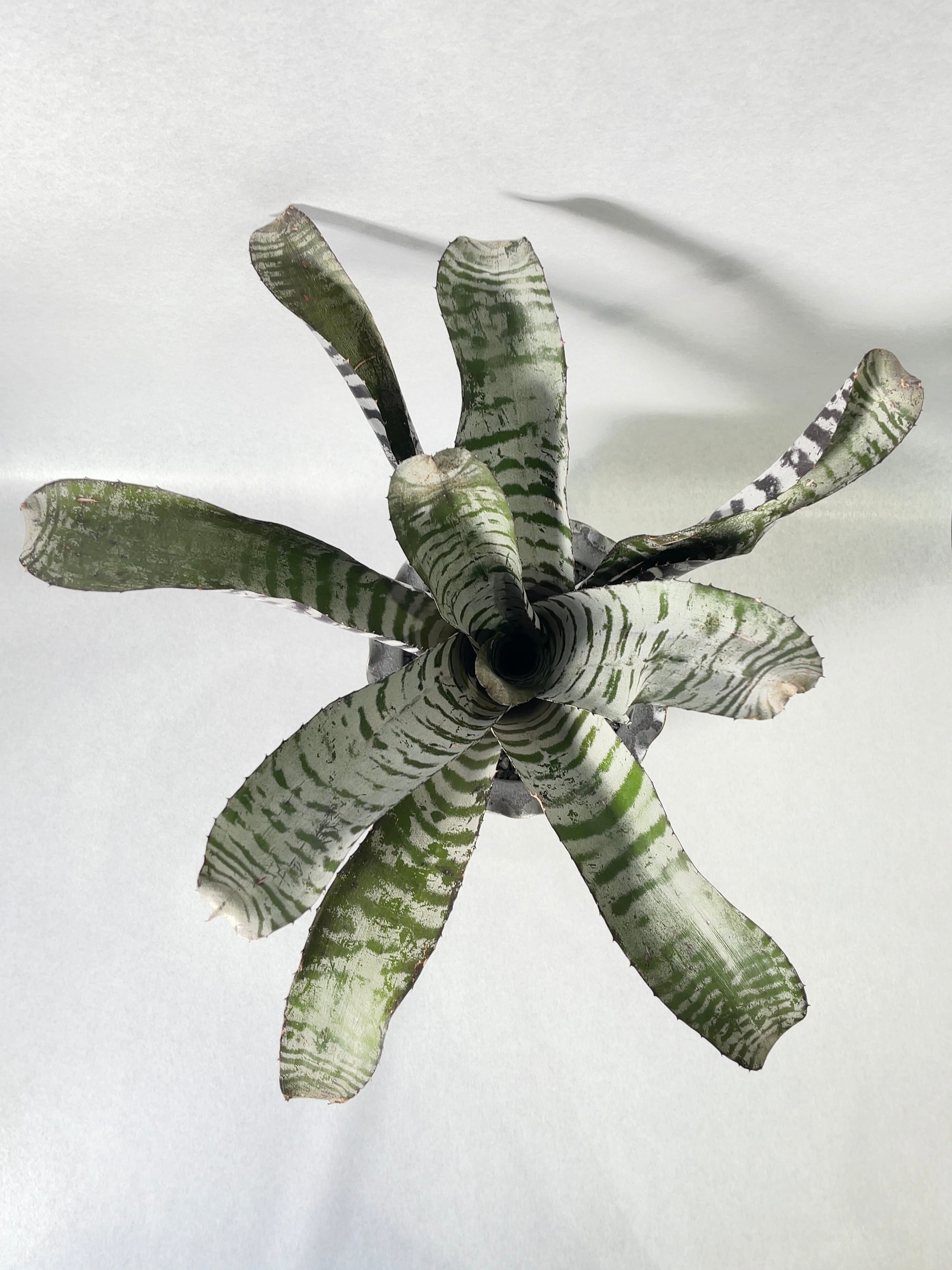 エクメア・ブラックアイス | trigger