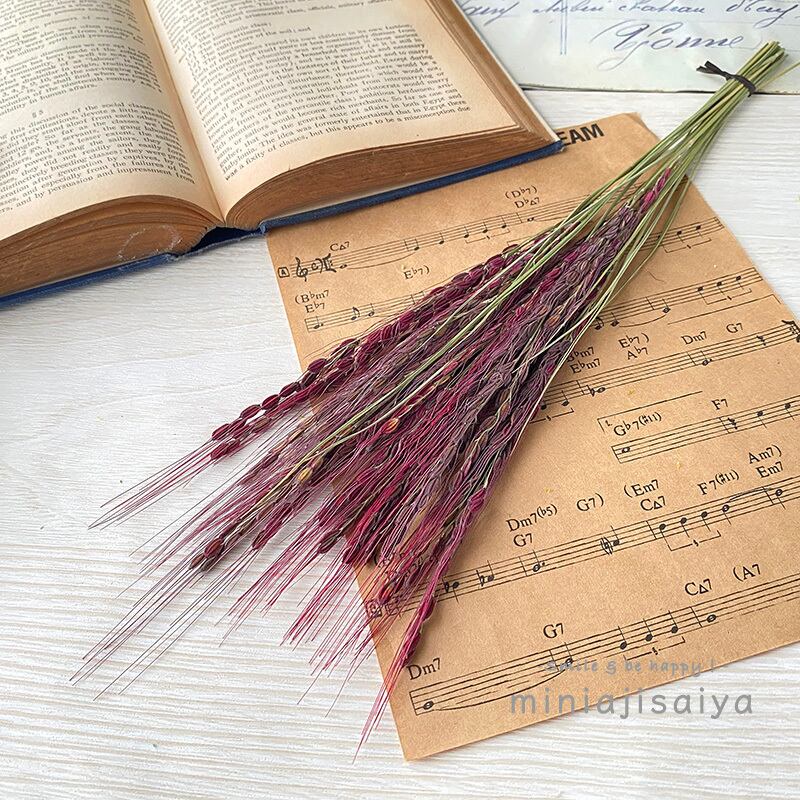 再入荷 】世界最小のバラ リトルウッズ ピンク 国産【 ドライフラワー