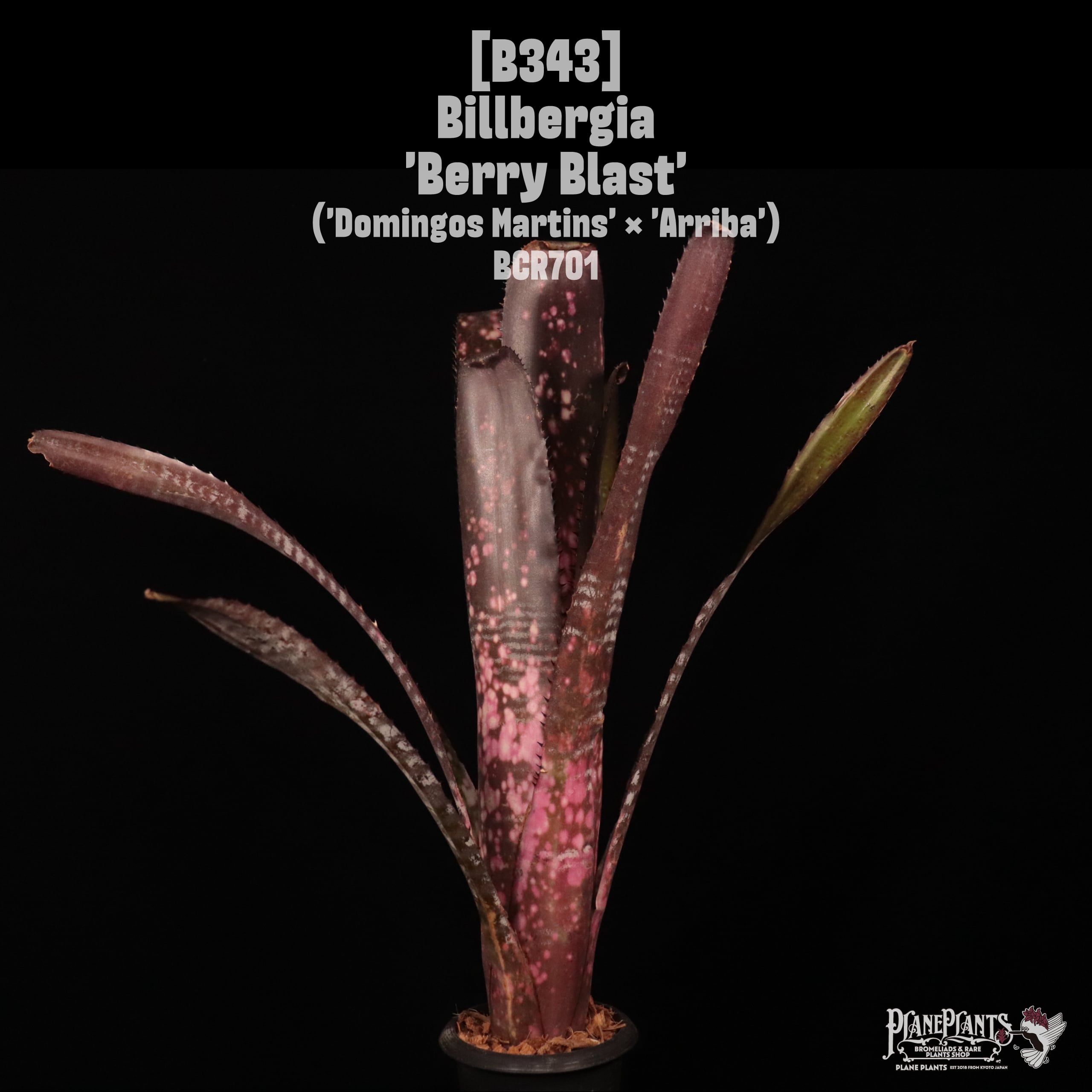 Billbergia 'Berry Blast'〔ビルベルギア〕B343 | plane plants