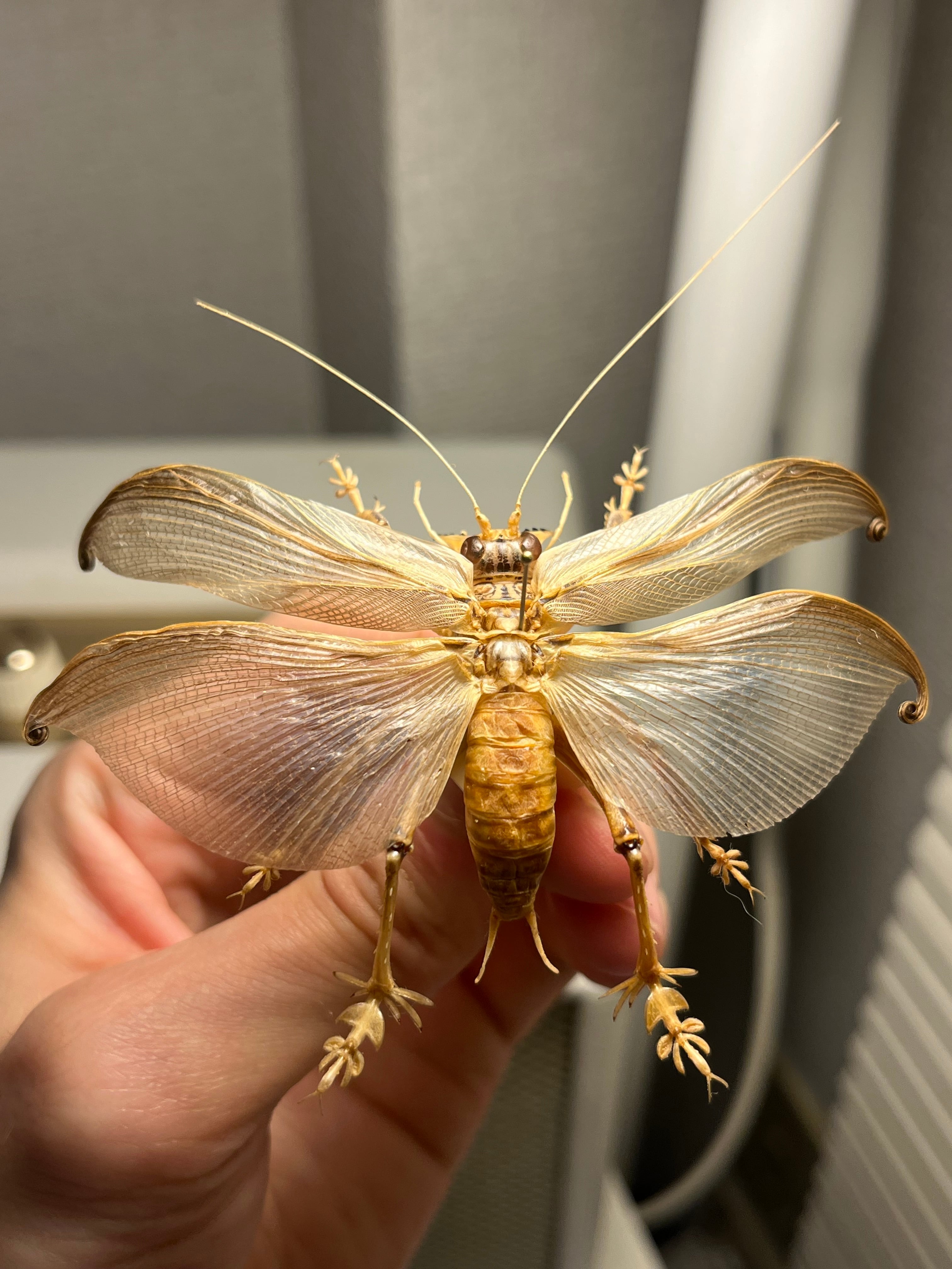 温顔巻翅】マキバネコロギス 標本バッタ キリギリスコロギスリオック直