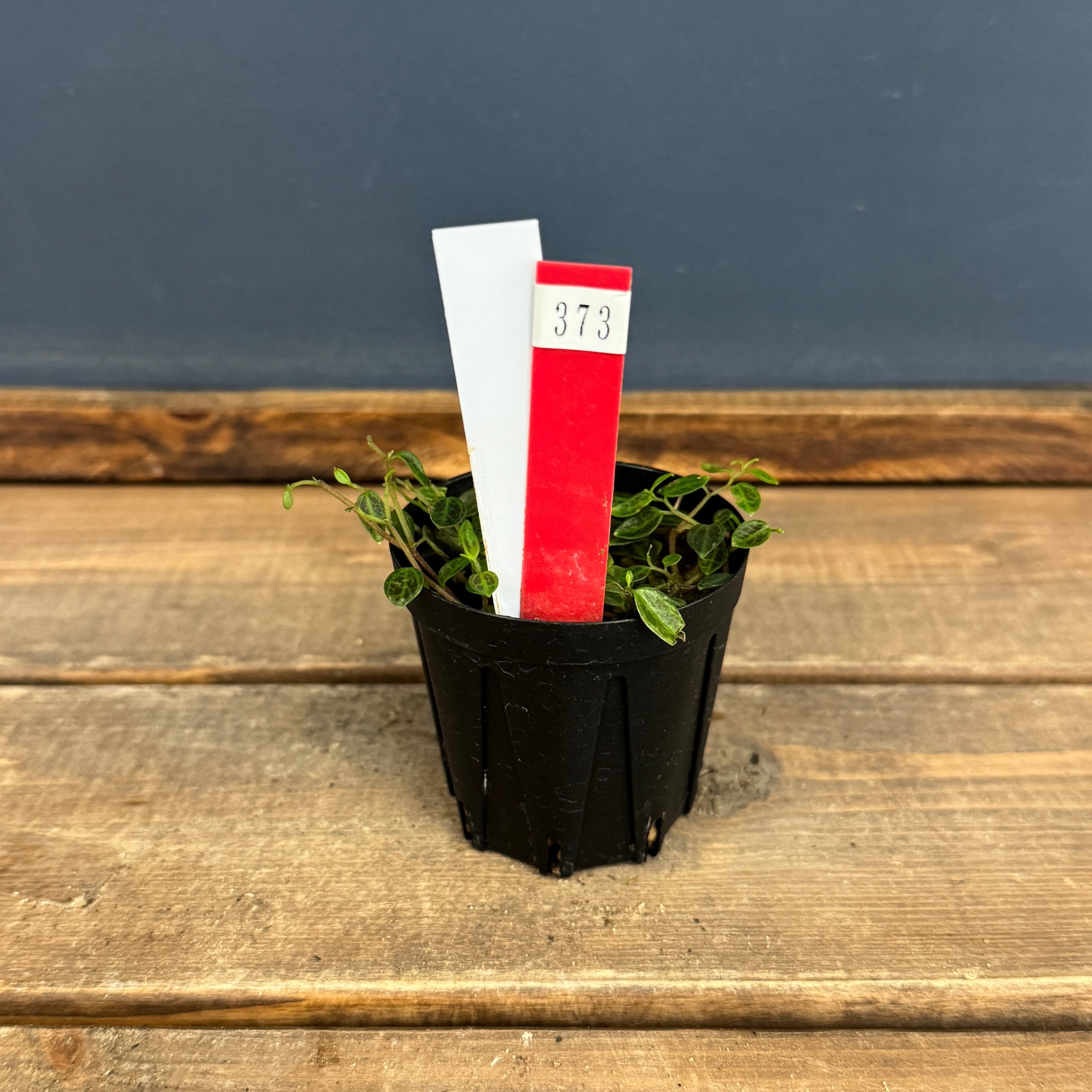 クリアランス】ペペロミア jamesoniana Ecuador【373】 | PROTOLEAF