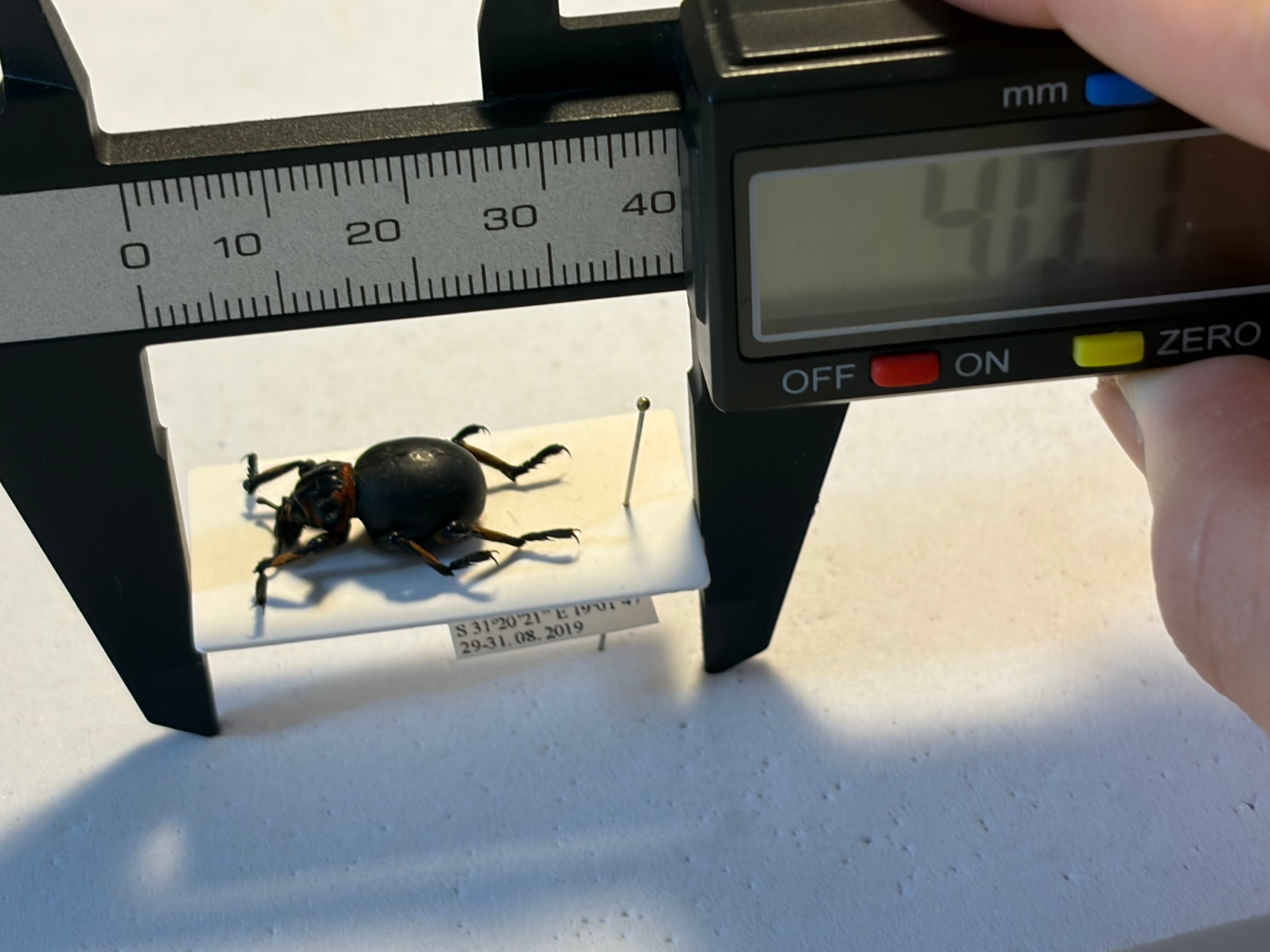 15mm】ガスマスクをつけた特殊部隊のような顔つきのBrachycerus sp