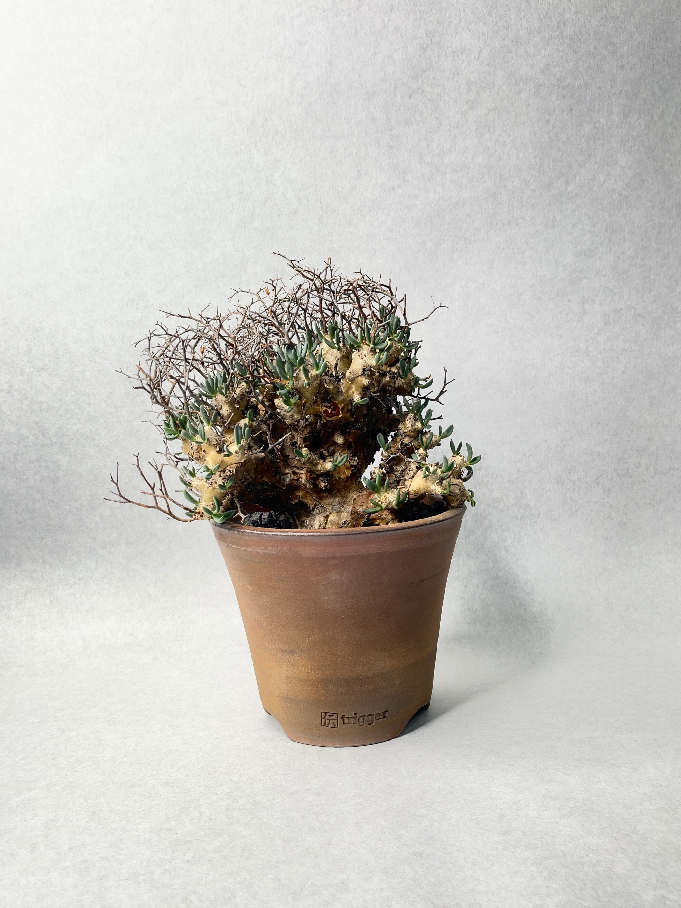 チレコドン・万物想 | trigger