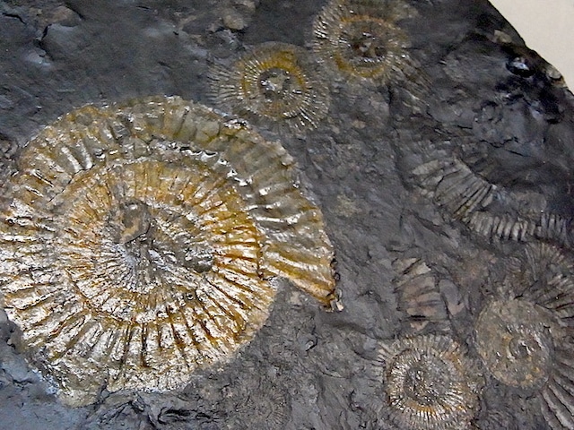 【 化石 】アンモナイト ダクチリオセラス Dactylioceras 5体密集頁岩プレート ドイツ ホルツマーデン産
