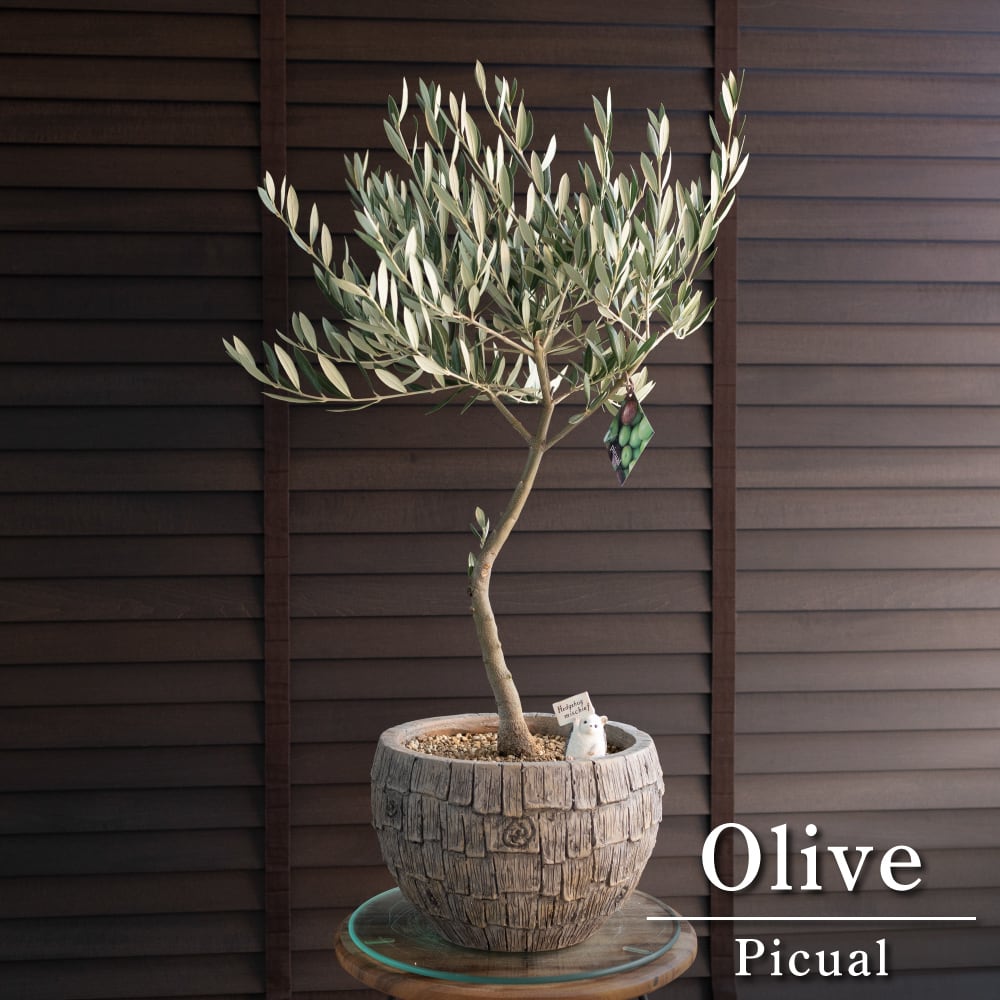 オリーブの木 ピクアル オリーブ：ピクアル4号ポット の通販 | 園芸