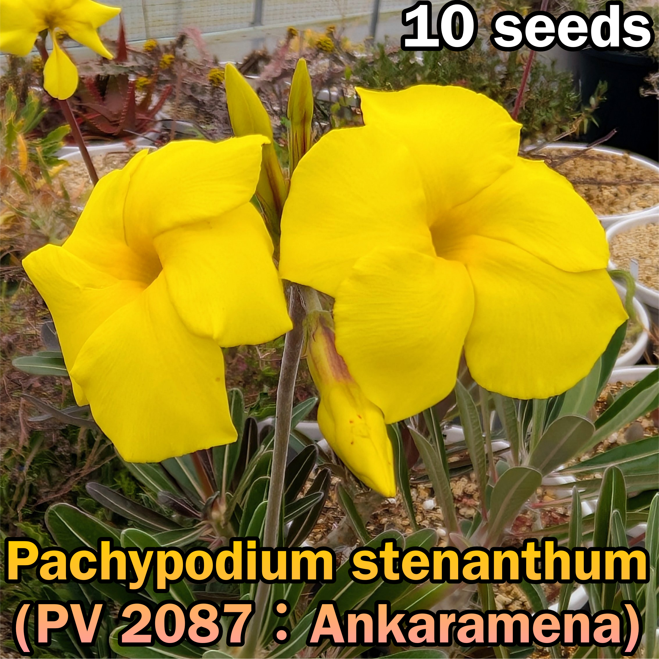 種子(少量パック)/10粒】Pachypodium stenanthum (PV 2087