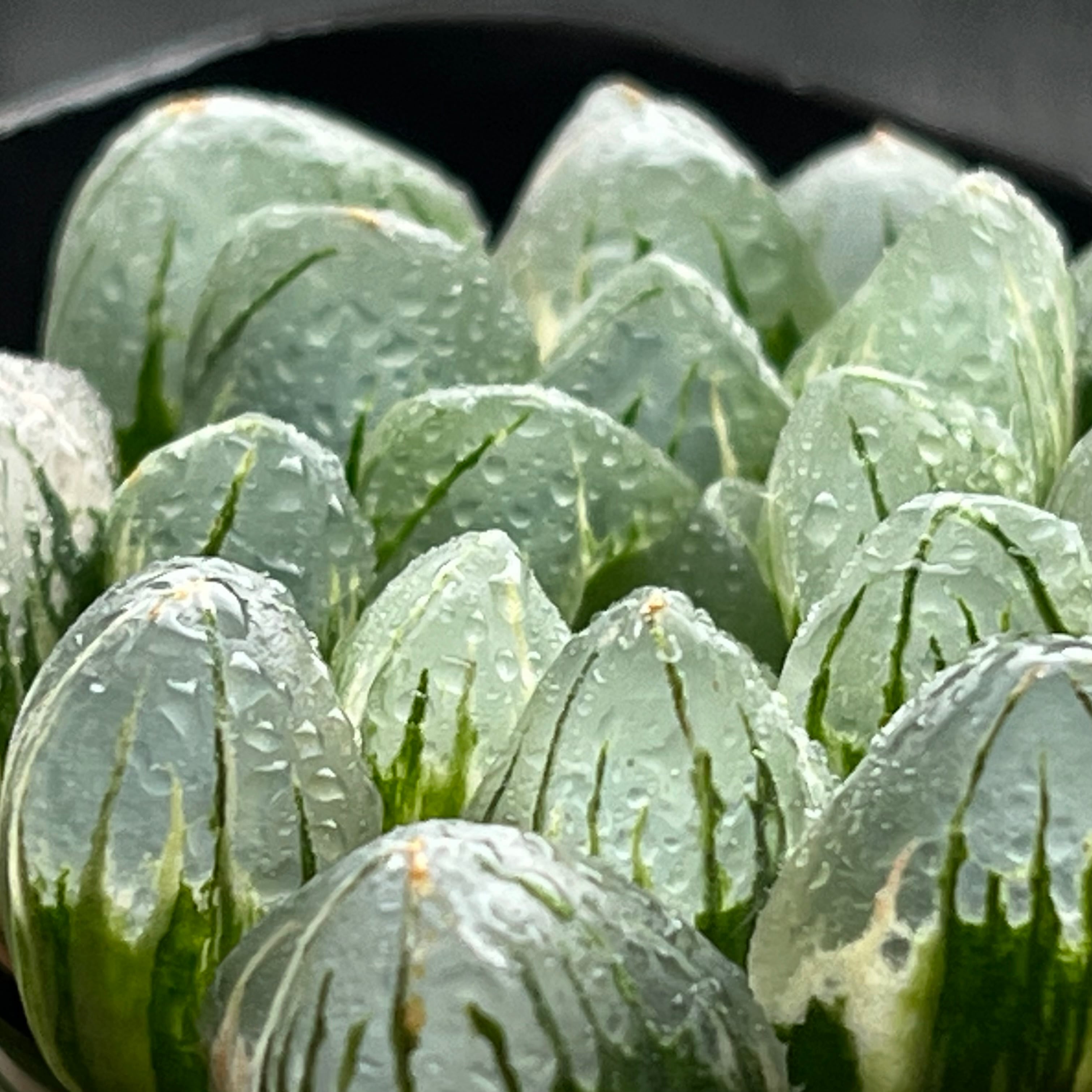 ハオルチア オブツーサ錦 水晶燈 | mocono_plants
