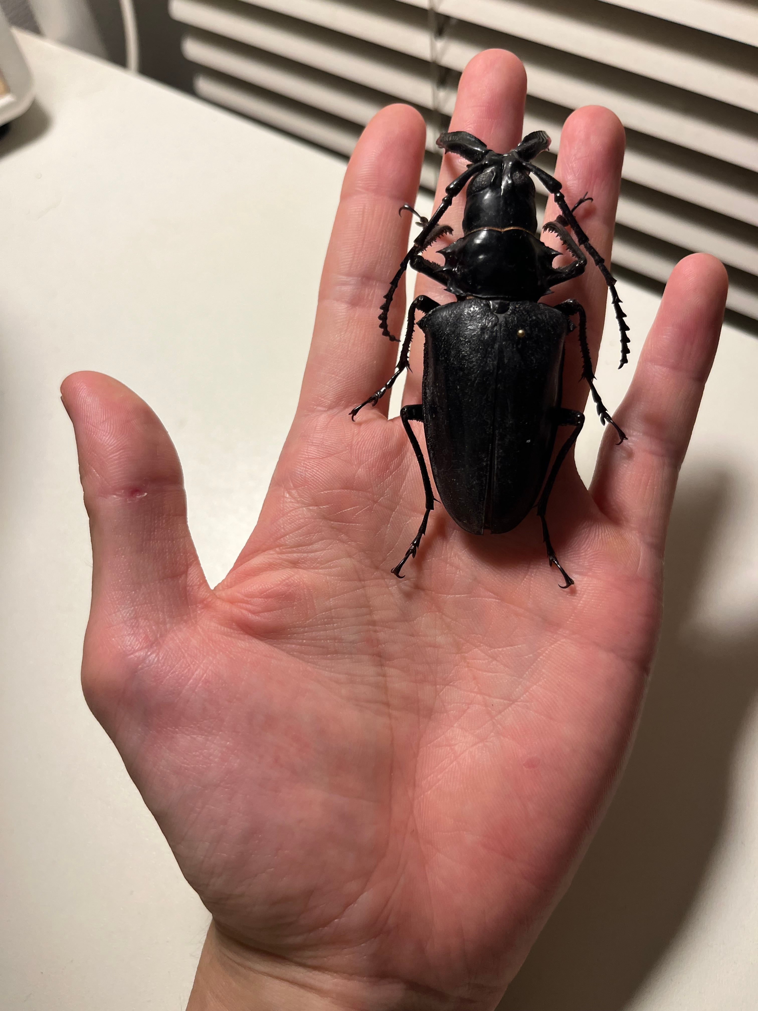 80mm】シャムオオキバノコギリカミキリムシ オサムシタガメ