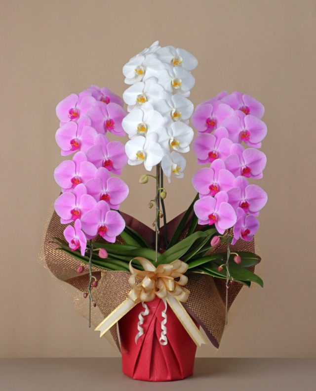 3本立　ロング（42輪～45輪程度）　ミックス　【彩り豊かな特別感あふれる一鉢】異なる色の調和が美しく、目を引く華やかな仕上がりに仕上げました。他とは違う華やかさを求める方におすすめです。