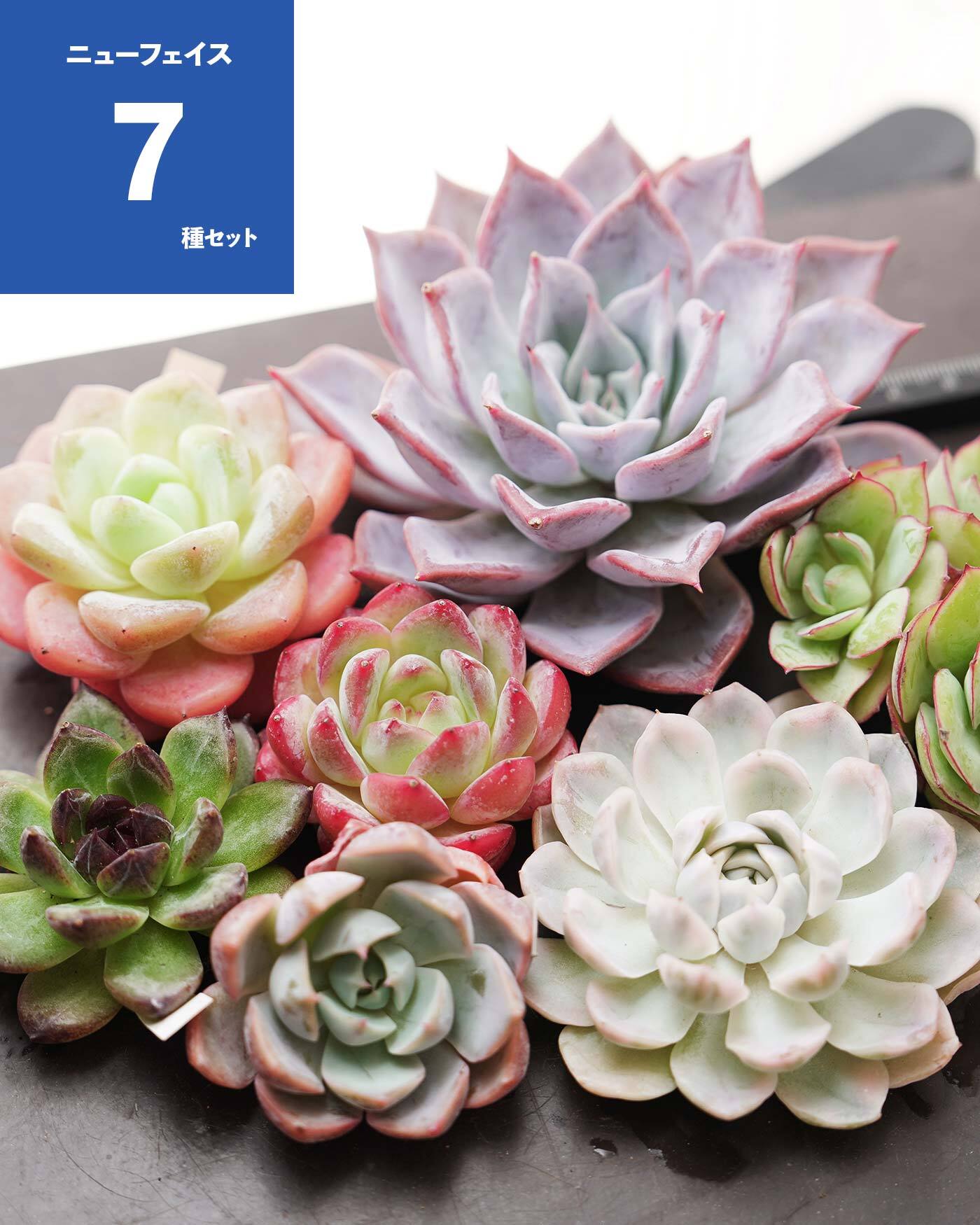 新入荷 15種類セット H233×105苗 土付き 詰め合わせ 多肉植物 楽天市場】多肉植物 Mサイズ苗名前付き50個セット 多肉植物根付