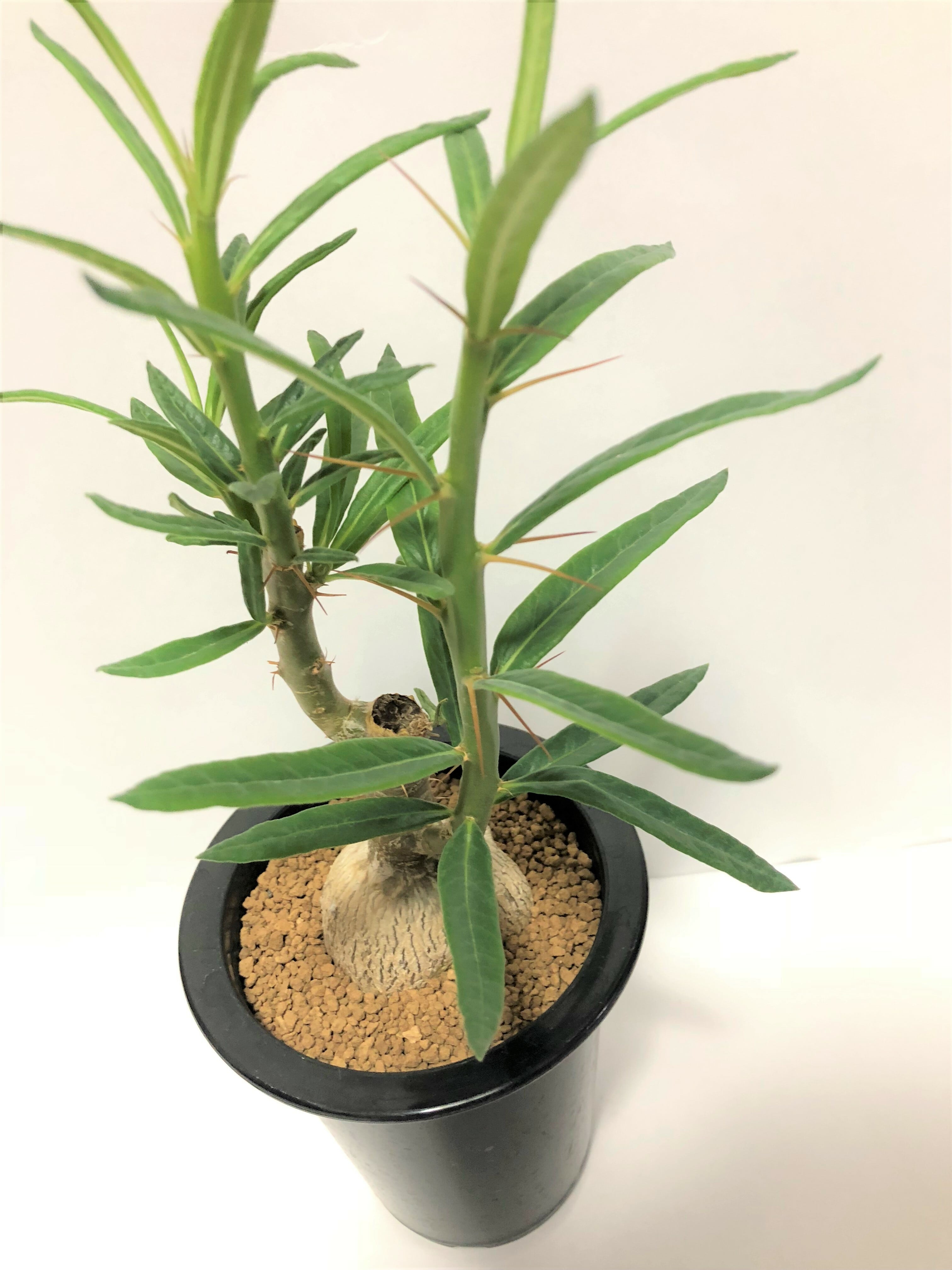 Pachypodium succulentum パキポディウム サキュレンタム 天馬空 塊根
