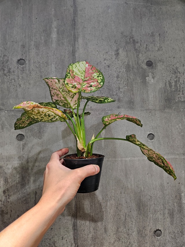 Aglaonema Unyamanee Tricolor  【artPLANTs】 アグラオネマ/Aglaonema