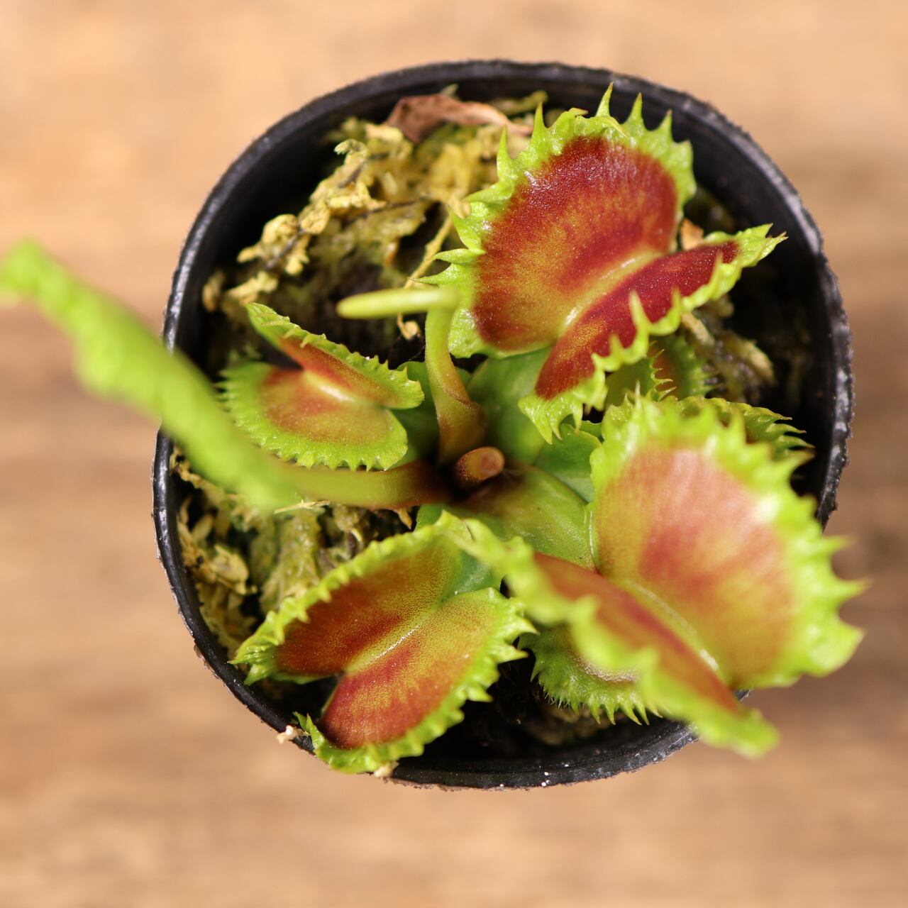 681『ハエトリソウ Dionaea muscipula 'dumpling 』 観葉植物【送料