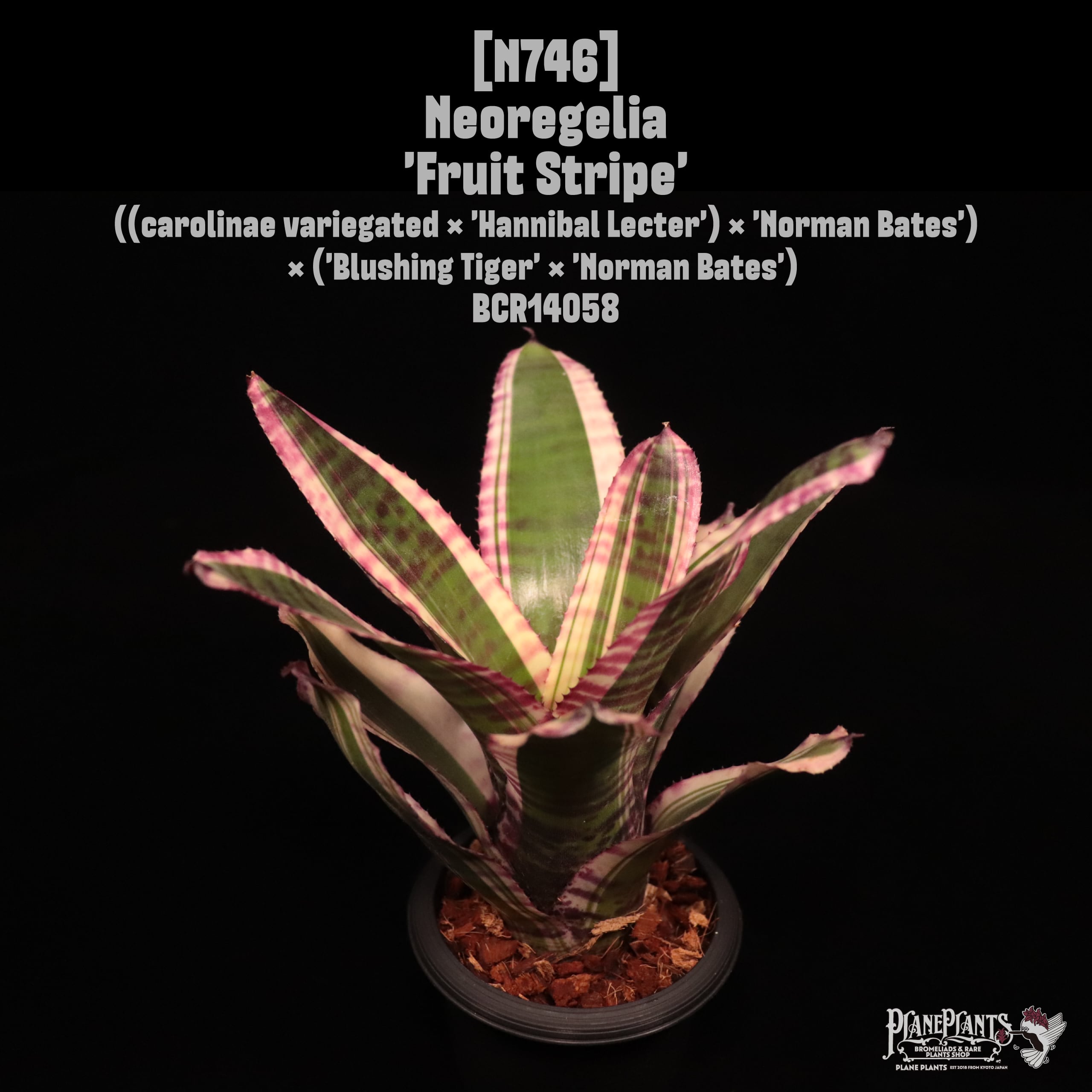 Neoregelia 'Fruit Stripe'〔ネオレゲリア〕N746