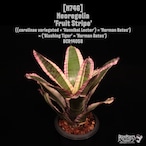 Neoregelia 'Fruit Stripe'〔ネオレゲリア〕N746