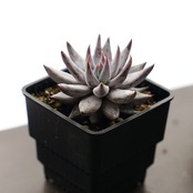 抜き苗 アンギキュラータ ミニ株 Echeveria unguiculata