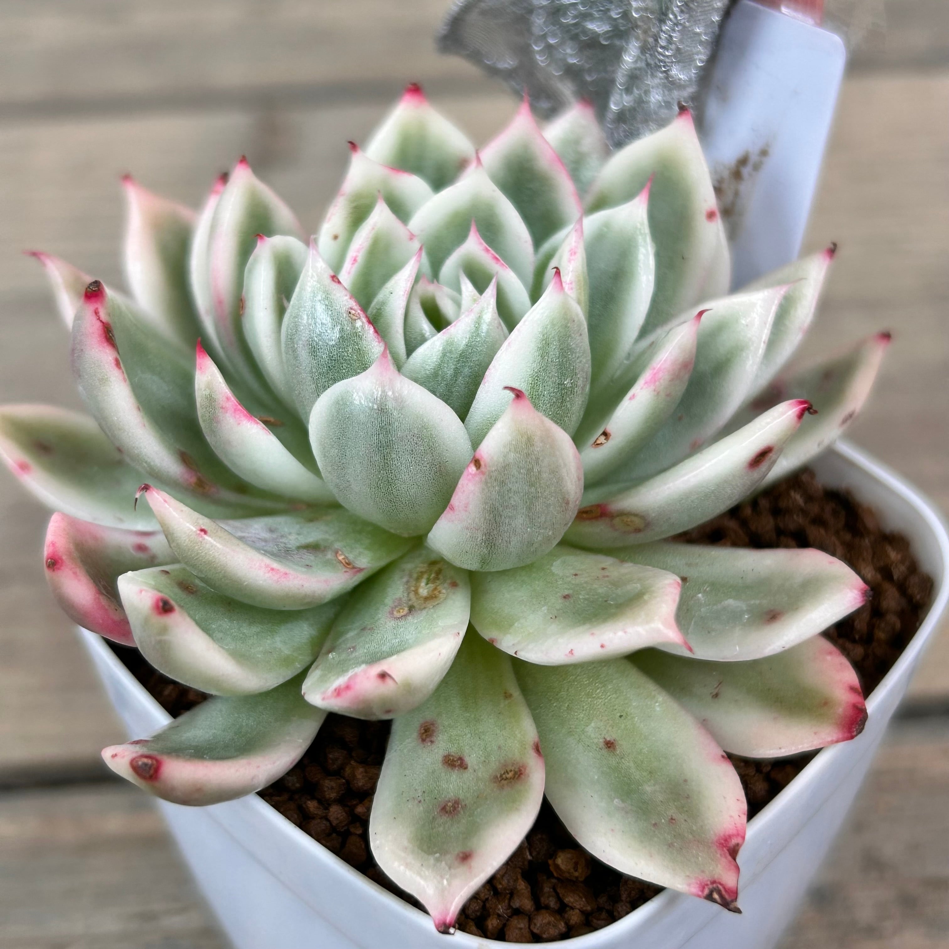 T)バタフライ錦 | RuPo 多肉植物専門店
