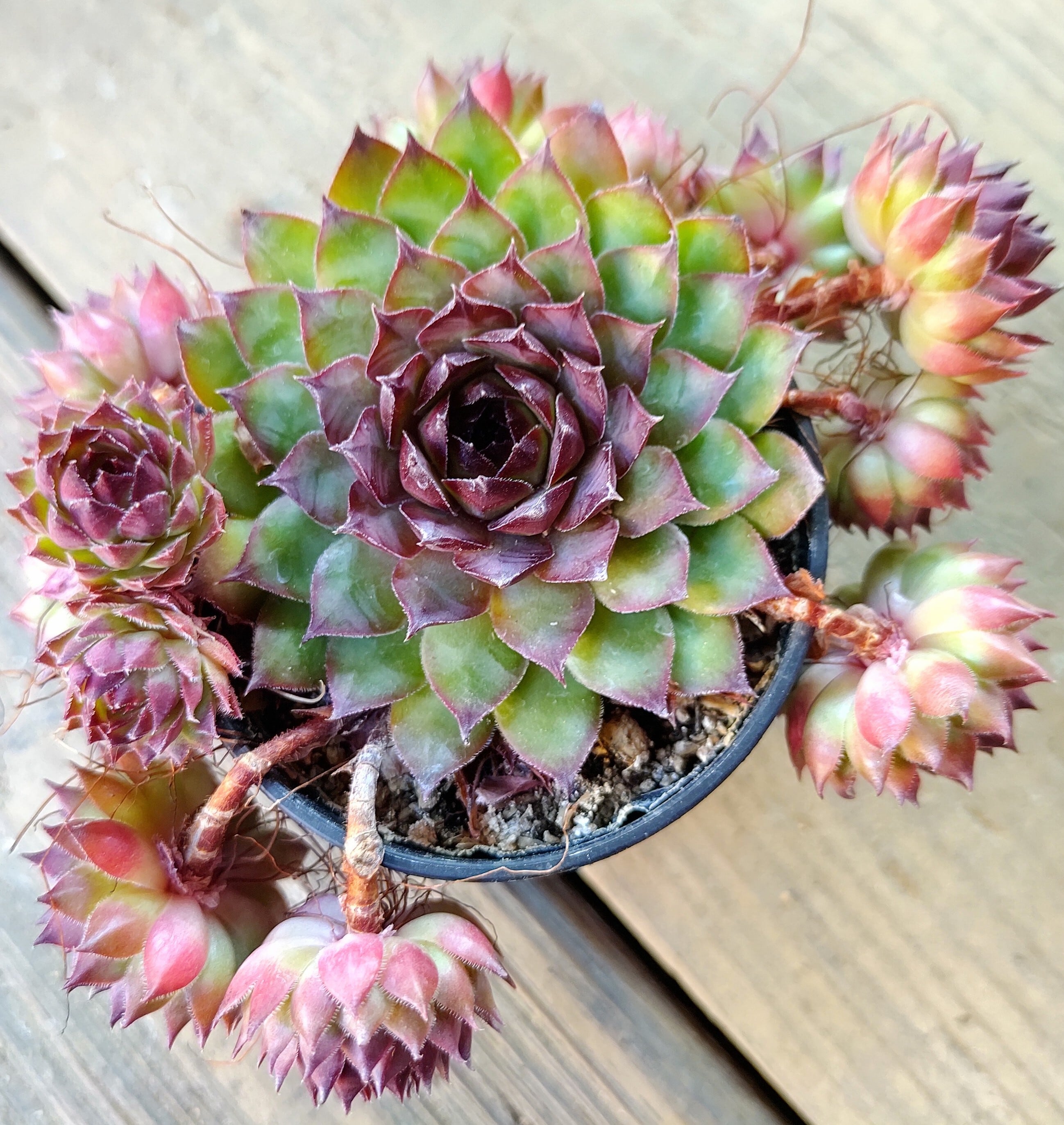 f2afec5dacece00de7a771ad3372d6