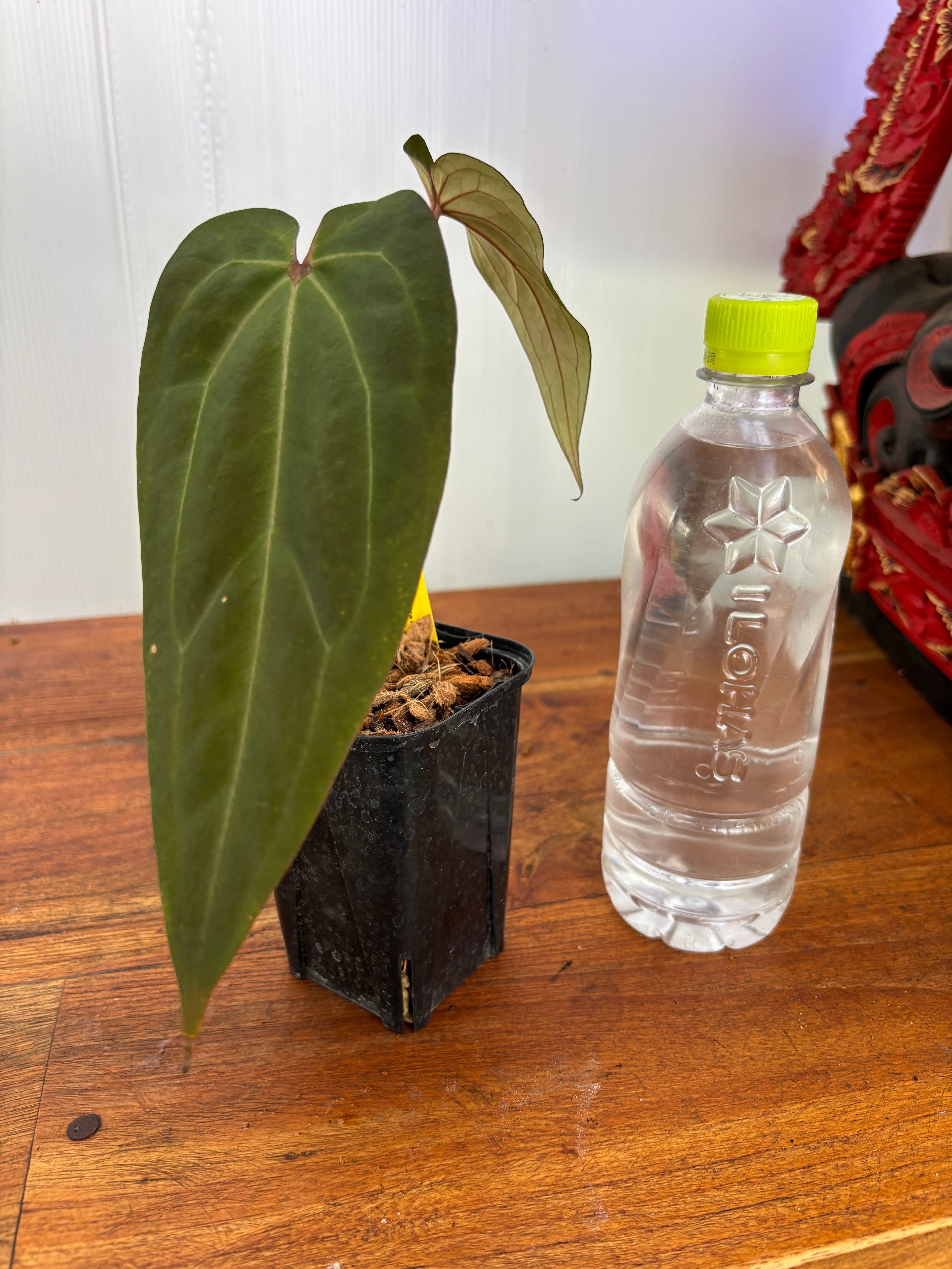 Anthurium | BALI-AN 園芸