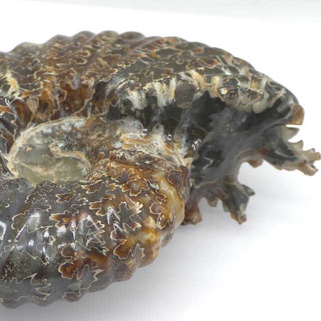 アンモナイト化石 11.2×9.4×4.1mm
