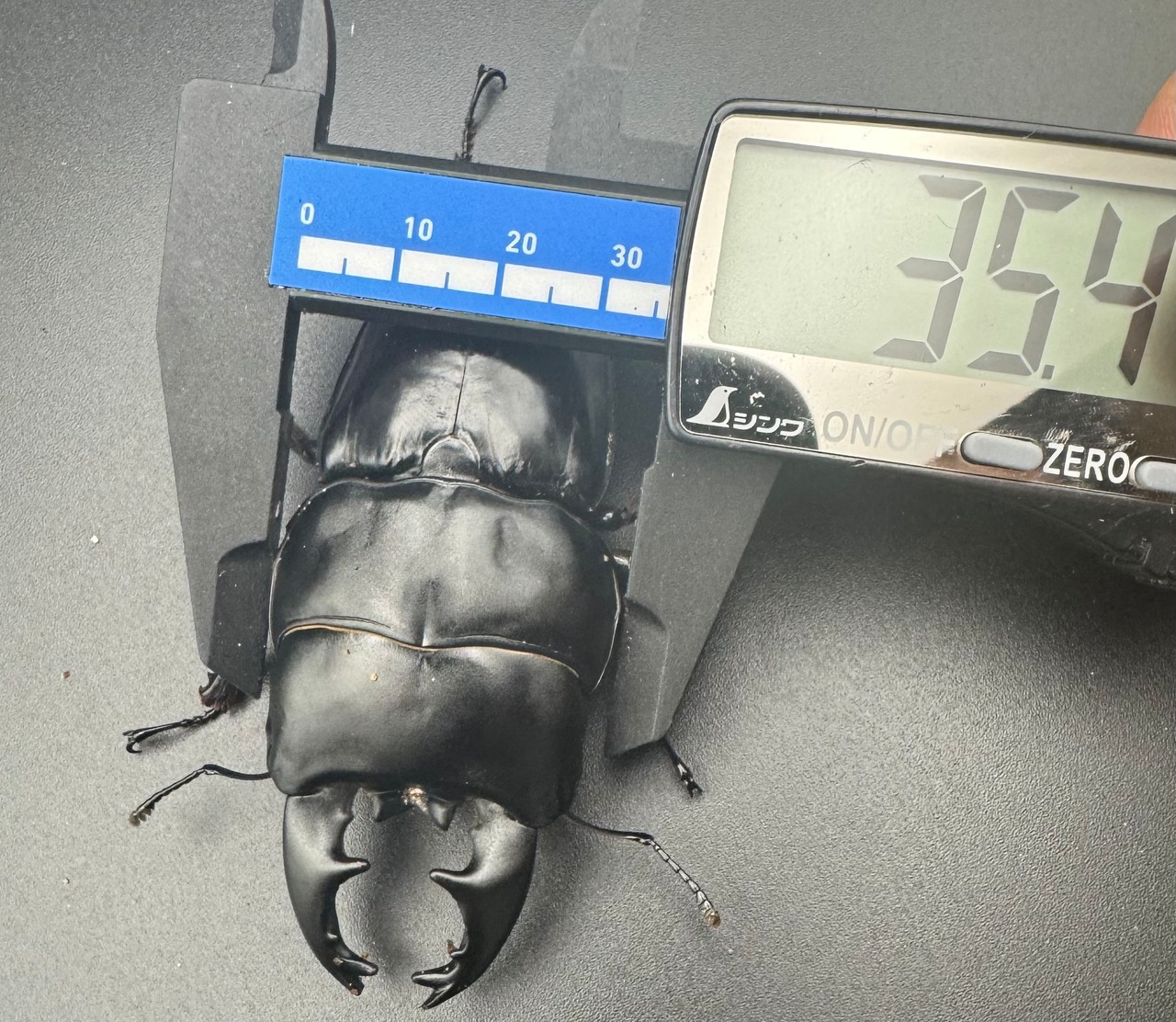 【WD】《アルキデスヒラタ アチェ産 82.5mm 胸幅35.4mm ペア》