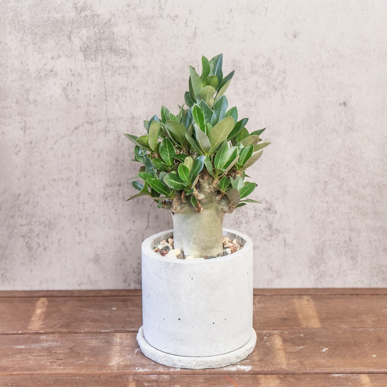 寸胴で愛らしい幹とボリュームある葉が調和する一点物【手作りモルタル鉢】