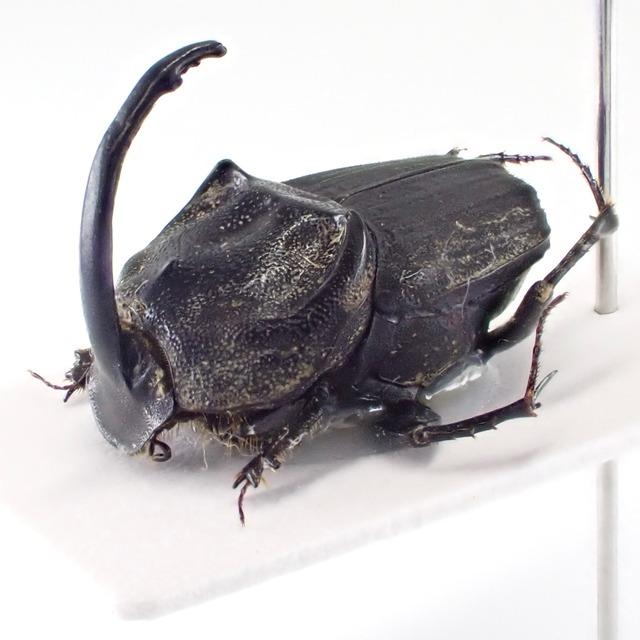 日本産 Liatongus phanaeoides ♂ 10mm L