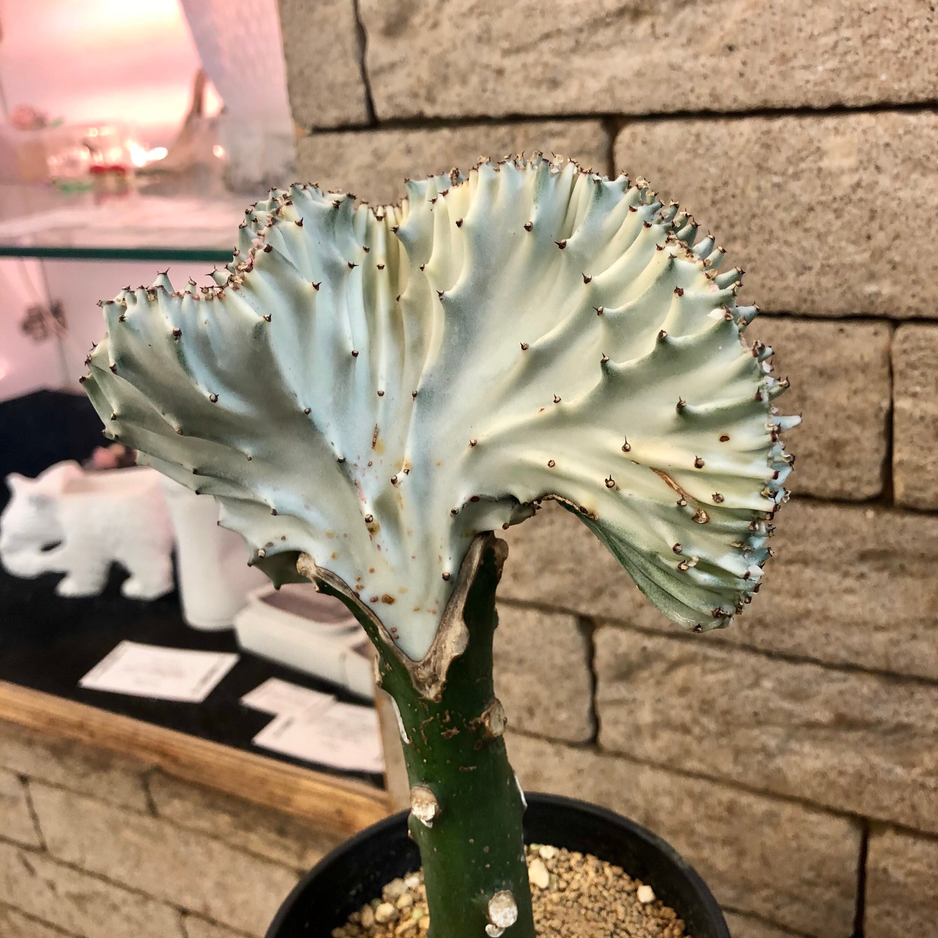 ユーホルビア ラクテア サボテン | ハルカゼフラワー