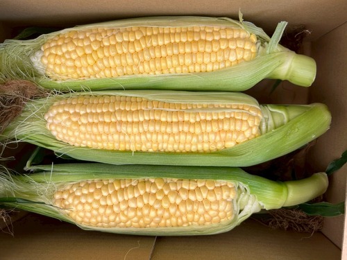 一粒ごとにプチッと弾けて、シャキッと甘い。黄金に輝く島原産ゴールドラッシュ（360g程度） 画像