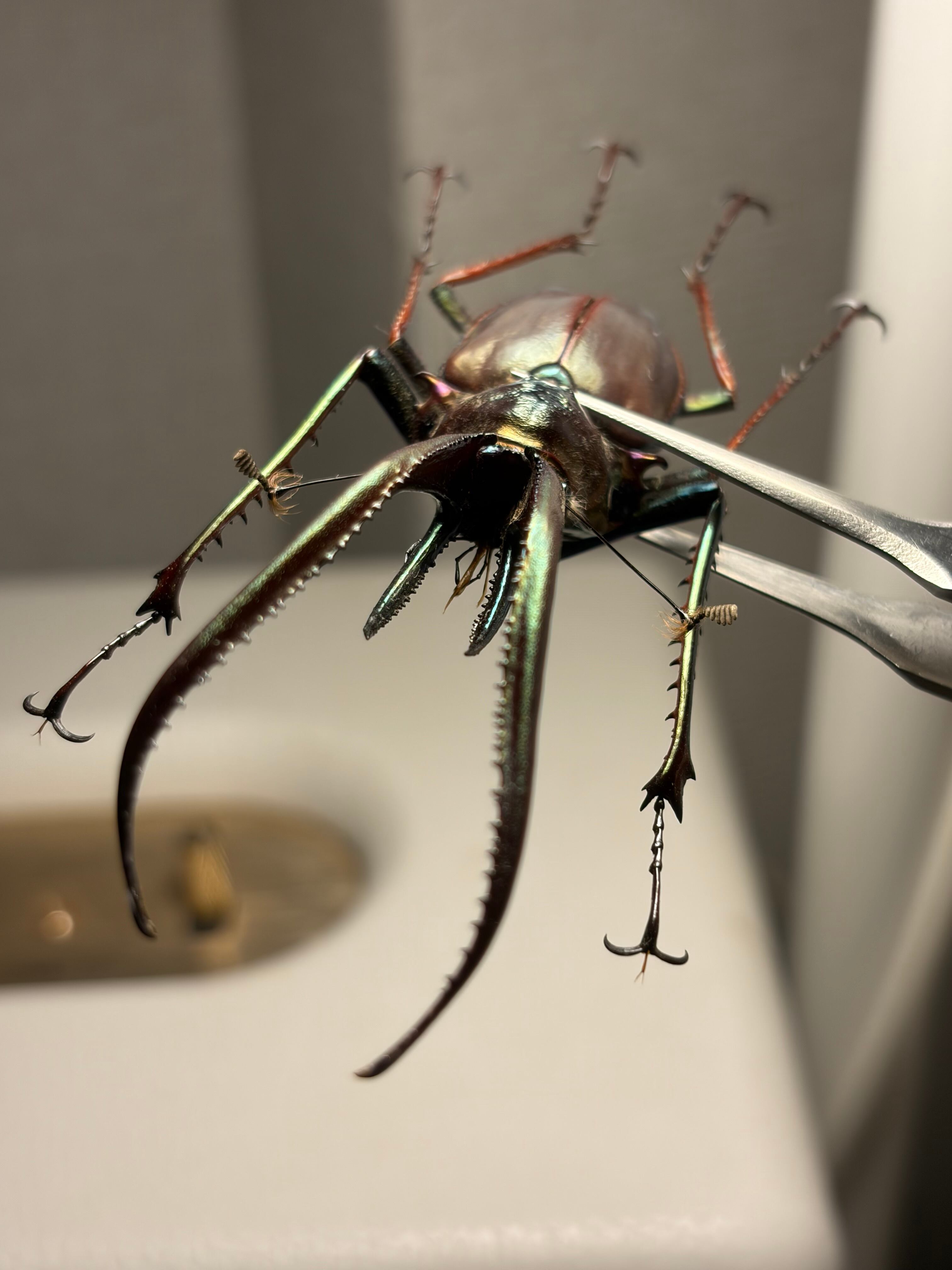 86mm】チリクワガタ メタリフェルホソアカクワガタ Wild 昆虫標本