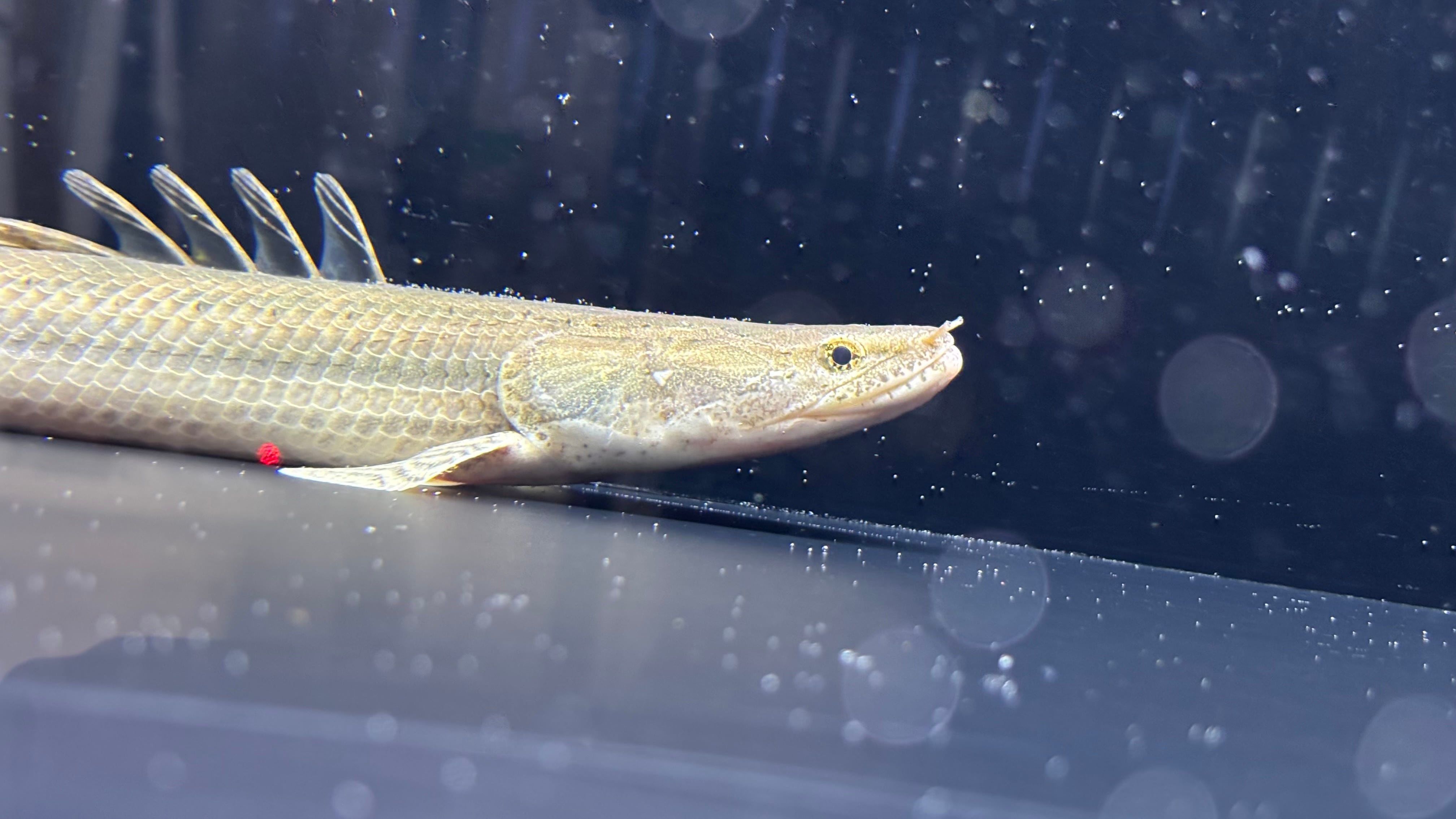 ワイルド 直輸入記念 river niger 産 ビキール SP 20〜35cm 