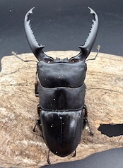 【WD】《パラワンオオヒラタ ガントン産 88mm ペア》