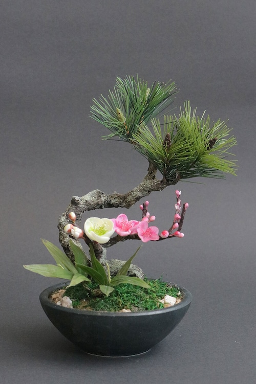 盆栽 松竹梅 Pinetree Bonsai #146