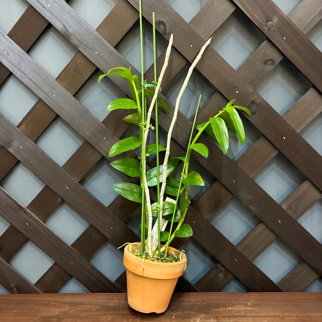 洋ラン　デンドロビウム　Den.anosmum coerulea x Sib【980】