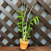 洋ラン　デンドロビウム　Den.anosmum coerulea x Sib【980】