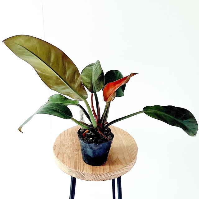 フィロデンドロン オレンジマーマレード 少し傷あり 観葉植物 calm cafe