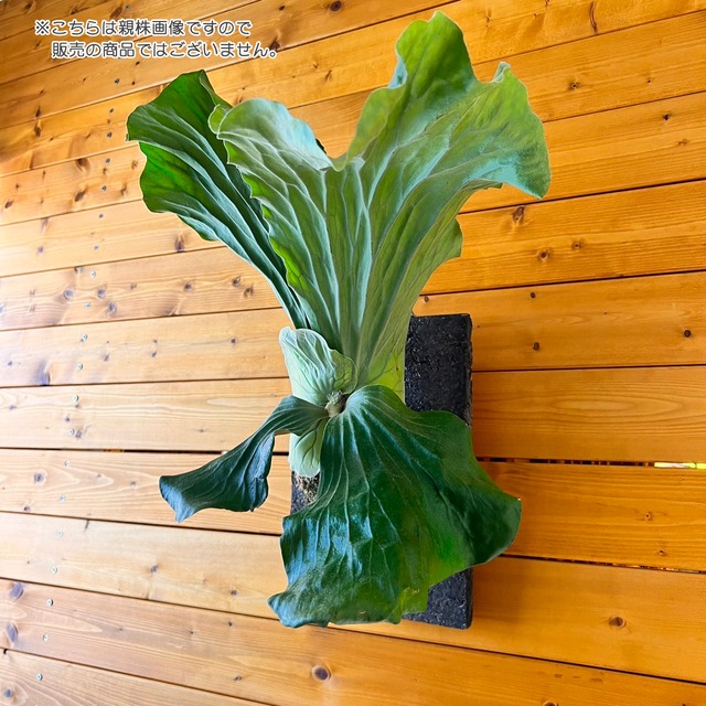 ビカクシダ エレファントティス 子株 板付 【観葉植物 壁掛け コウモリラン】