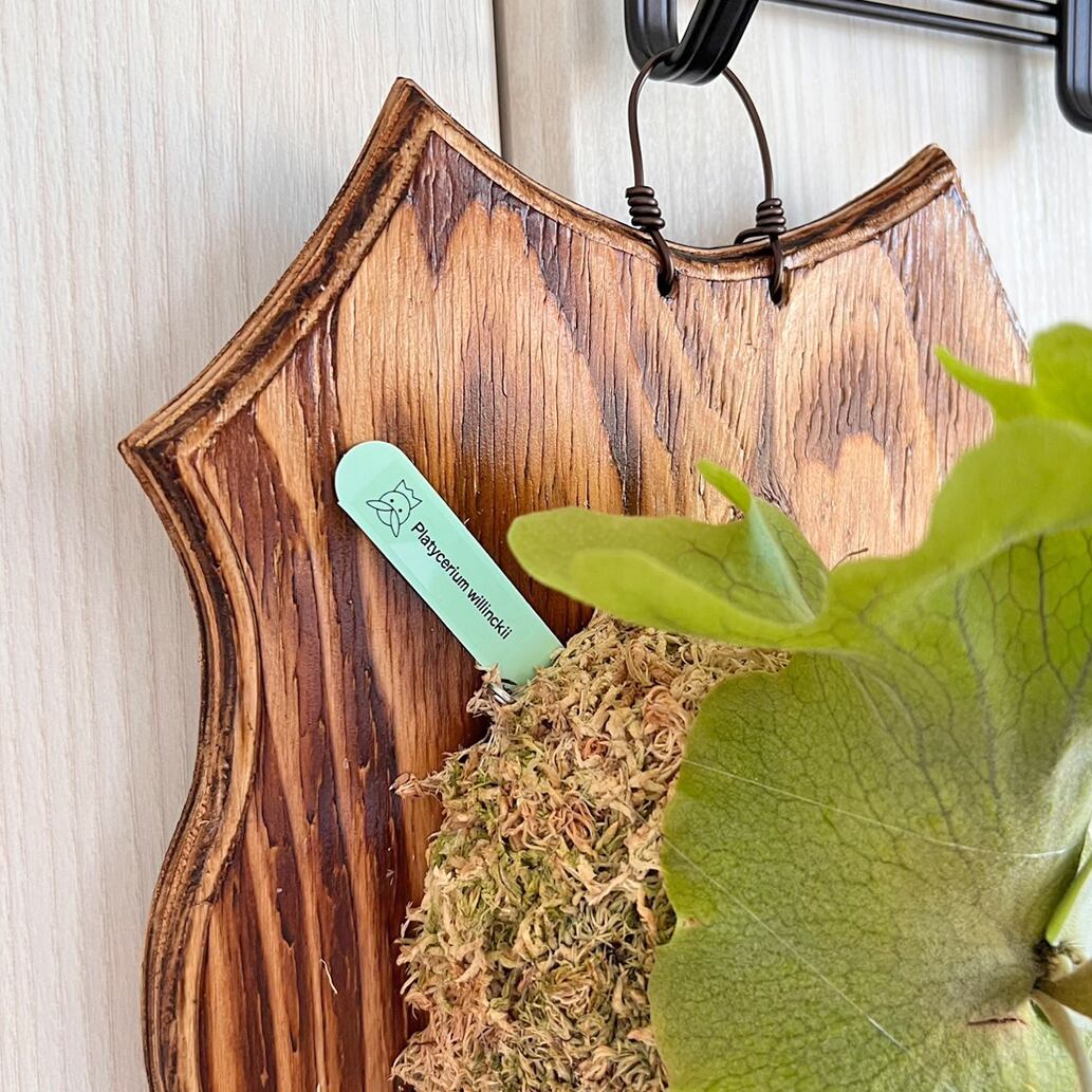 ビカクシダ ウィリンキー 板付 【観葉植物 室内 コウモリラン