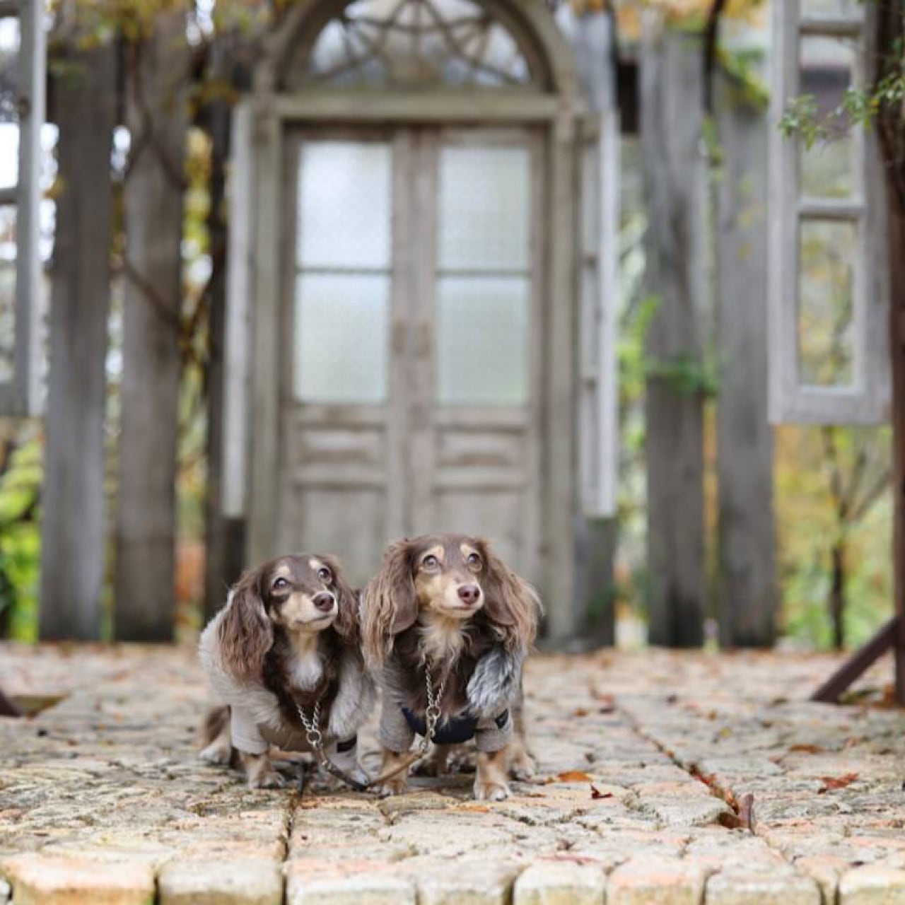 ダウンジャケット（ファー付きフード) 2022-2023 ※リバーシブル