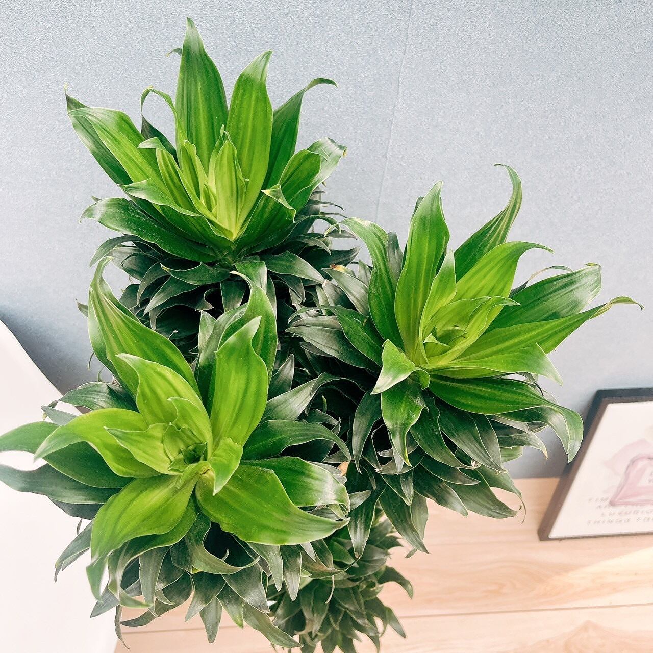 ［現品］17番　ドラセナ　コンパクタ　８号　観葉植物　室内　大型　幸福の木 現品］17番 ドラセナ コンパクタ 8号 観葉植物 室内 大型