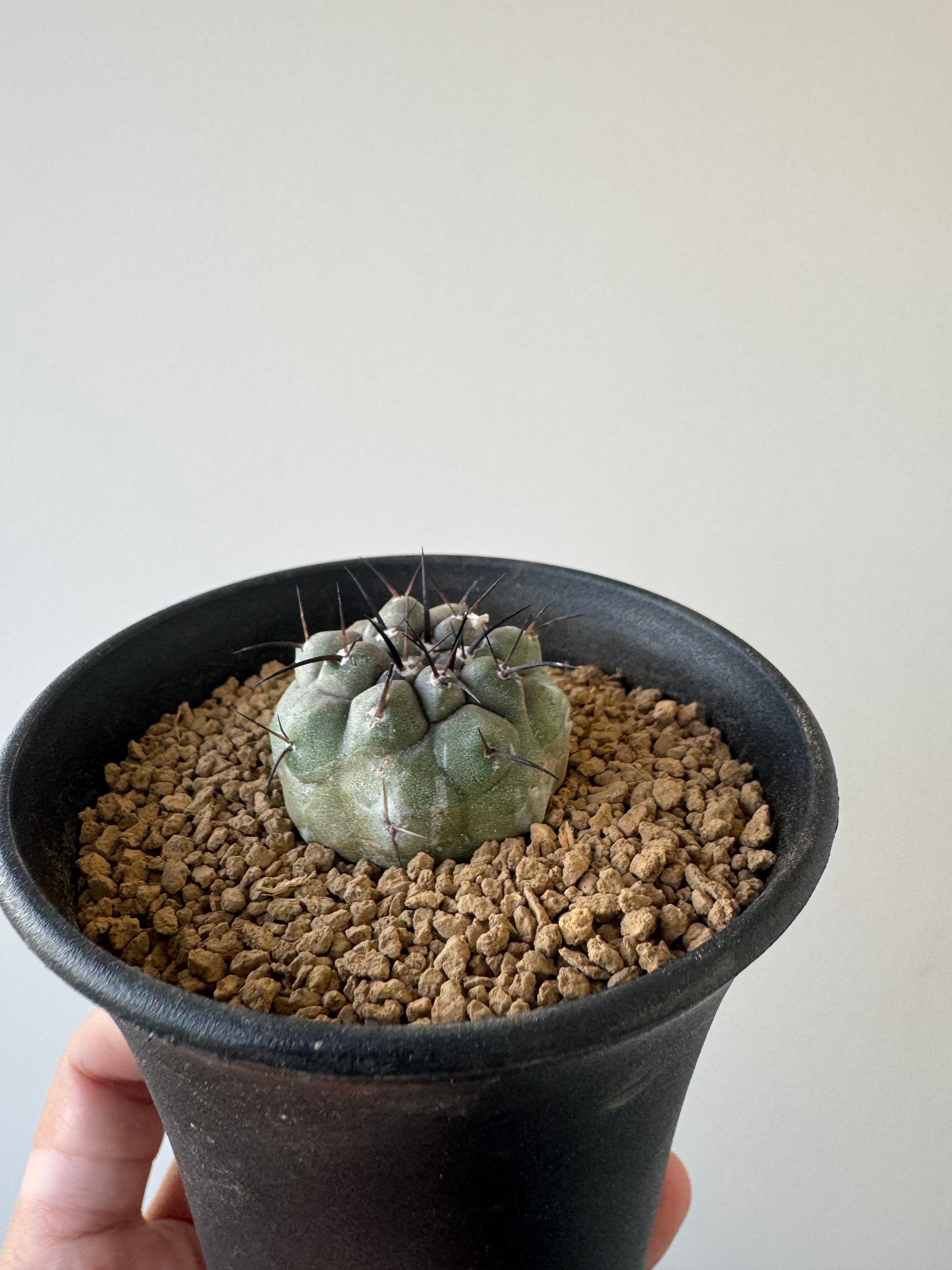 菊水　サボテン　valiem 新着】Strombocactus 菊水綴化 × VALIEM BABY【XXSsize】サボテンの