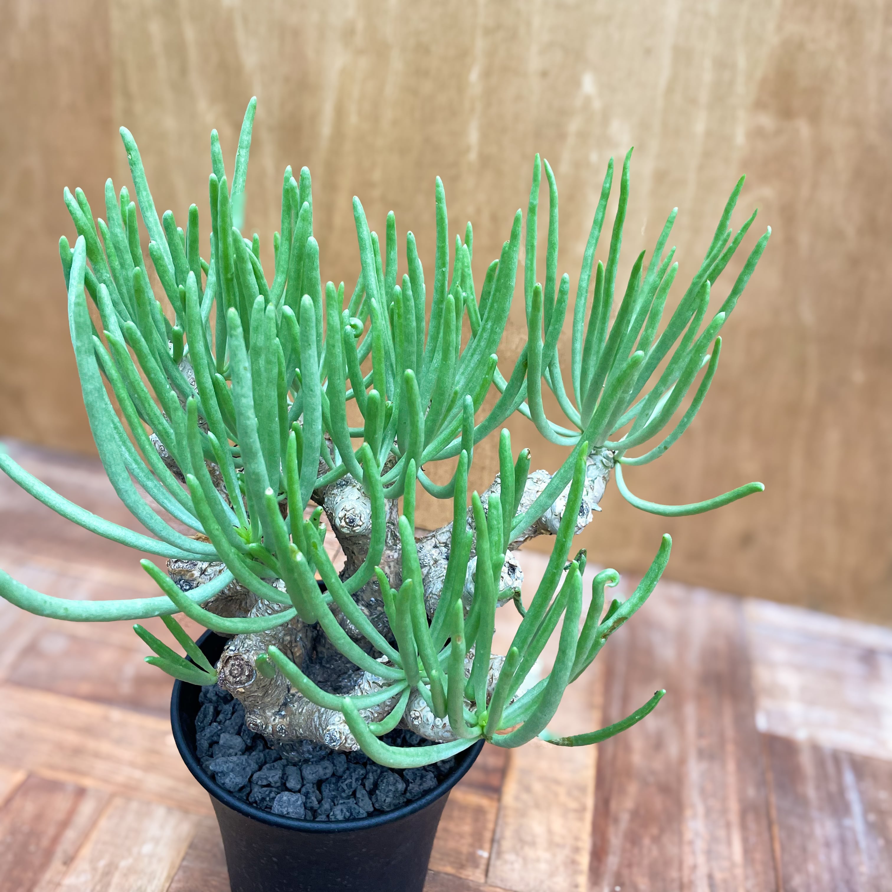 チレコドン　ハリー 楽天市場】コーデックス：チレコドン ハリー*葉幅8cm 現品！一品限り